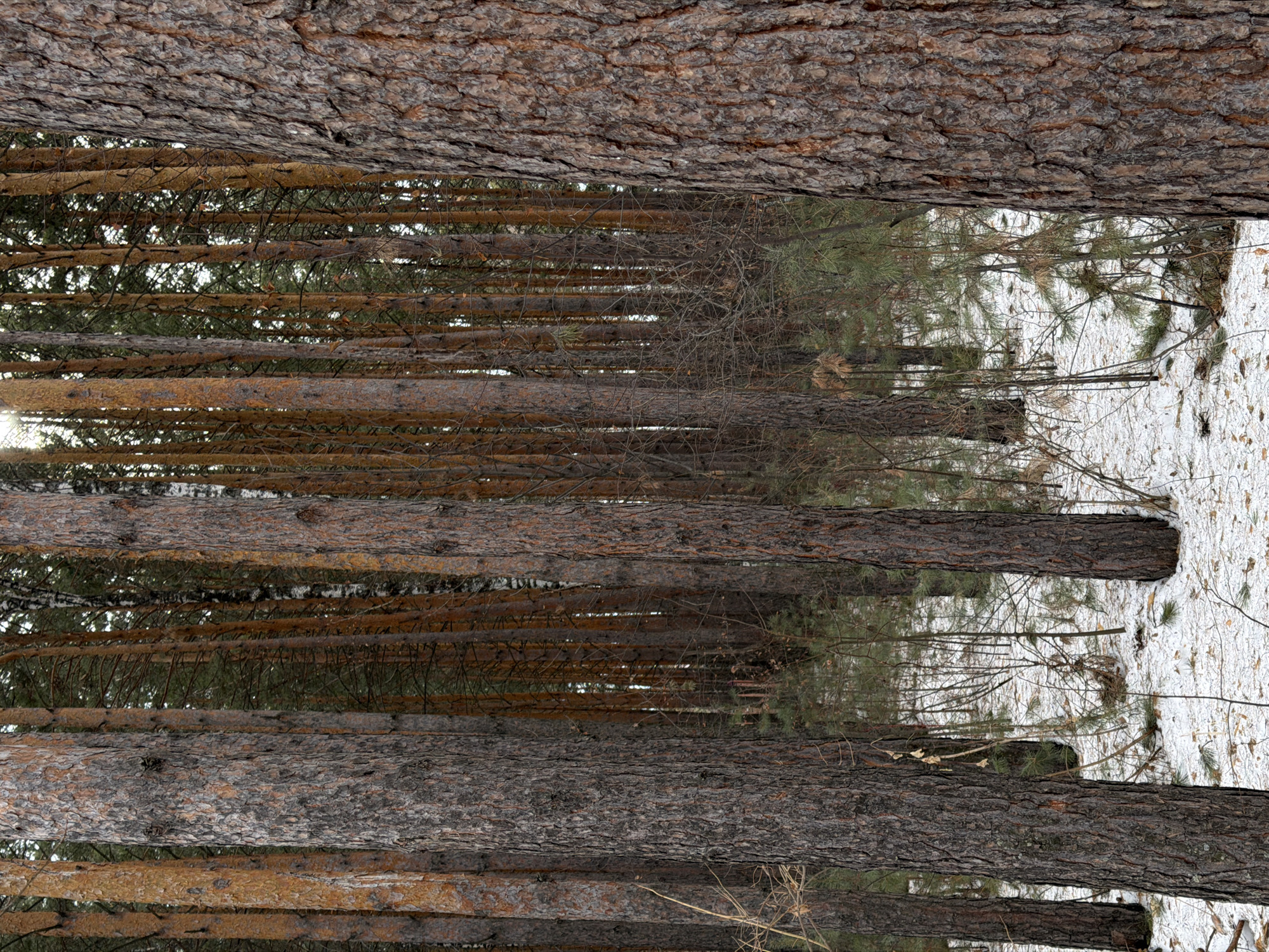 The image depicts a forest landscape in Krasnoyarsk, Russia, with a focus on the trunks of pine trees. The trunks are arranged vertically and densely packed, creating a sense of depth. Snow covers the ground visible between the trees. Thin, leafless branches extend from the trees towards the center of the frame. The bark of the trees is textured and varies in color from gray to brown.