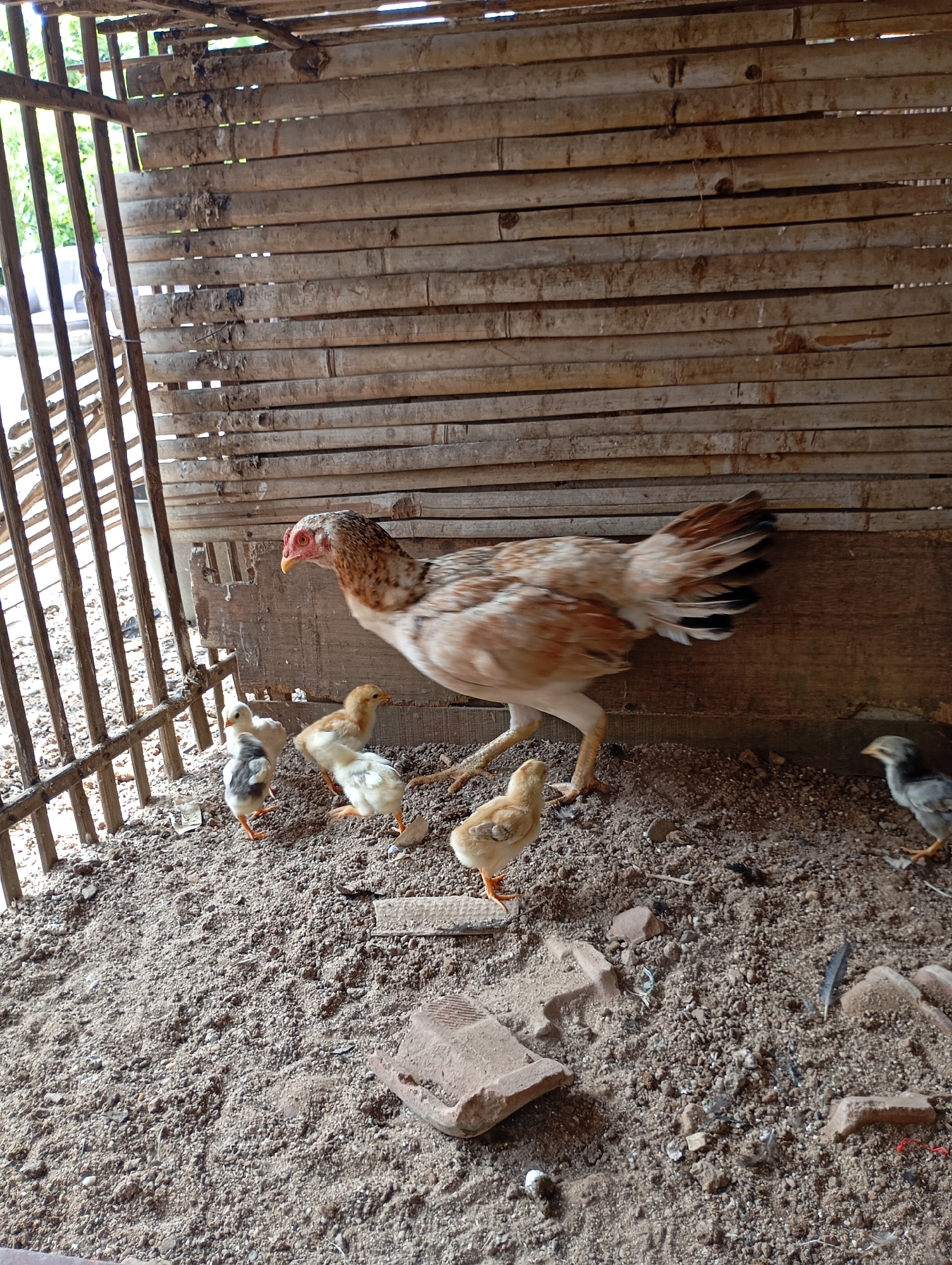 In the city of Metro, Indonesia, a hen with brown and white plumage stands in a wooden coop. She is surrounded by five chicks. Three chicks are light yellow, one is grey and white, and the other is dark grey. The coop floor is covered in dirt and small stones. The walls of the coop are made of horizontally stacked bamboo and vertical wooden poles. In the background, green foliage is visible through the gaps in the coop structure.