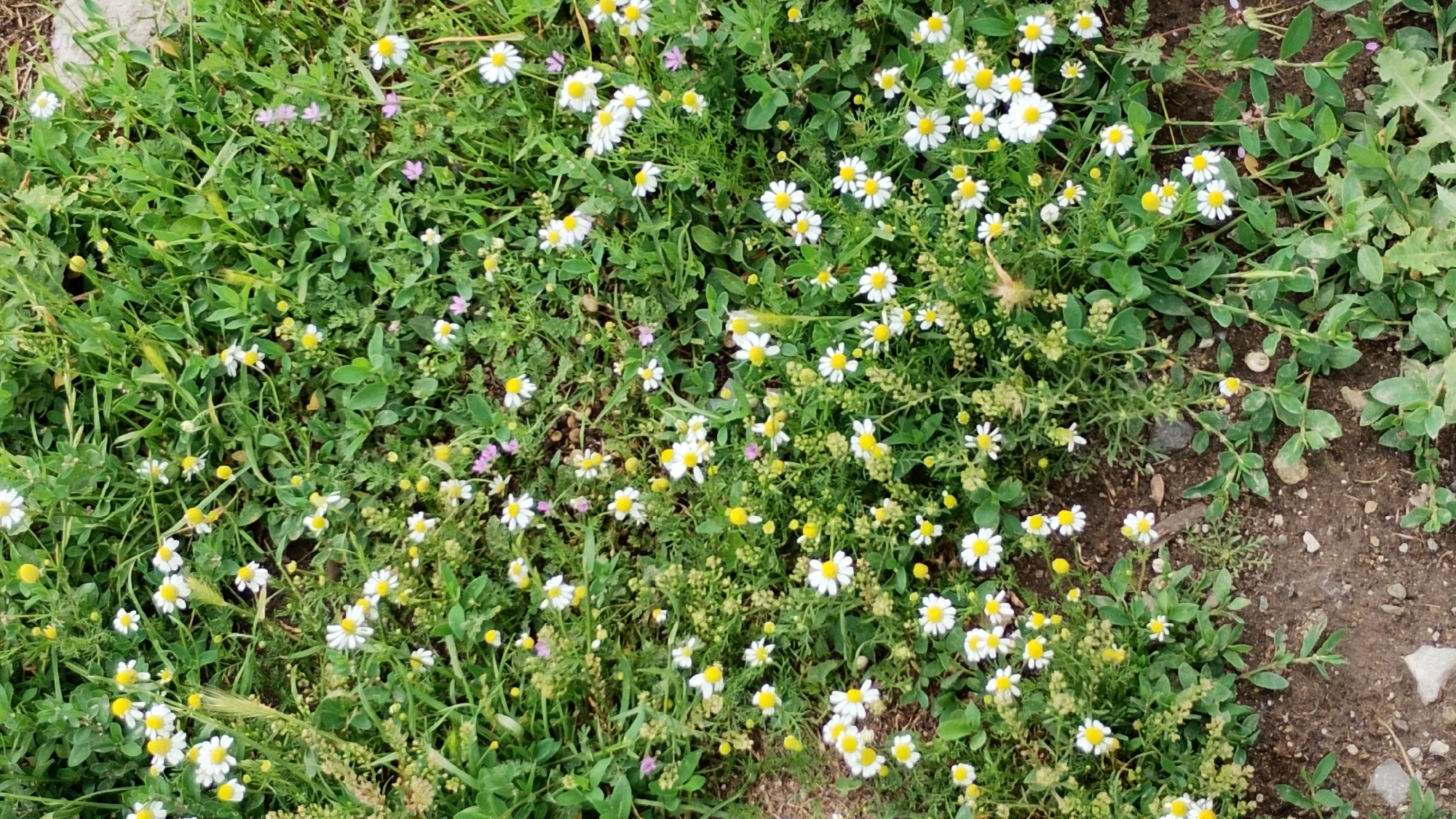 A dense ground cover of green vegetation is dotted with numerous small white wildflowers with yellow centers. The flowers are primarily clustered in the center and left portions of the image, interspersed with the lush greenery. Some smaller, less distinct pink flowers are also visible. The ground beneath the vegetation consists of dark soil and small pebbles. The image appears to be an outdoor shot, likely in a natural or semi-natural setting within the city of Sofia, Bulgaria, possibly a park, roadside verge, or unkempt garden area. There are no people or animals present.