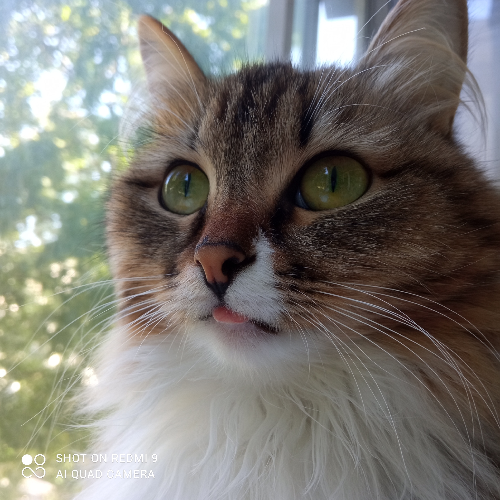 A close-up photograph shows a fluffy, long-haired cat with green eyes and a slightly protruding tongue. The cat is predominantly brown and white, with a brown and white striped pattern on its head and a white chest. The background appears to be a blurry view of trees, suggesting the cat is indoors looking out a window. Text at the bottom left corner indicates the image was taken with a Redmi 9 AI Quad Camera. Given the information about the location of the photo, it's reasonable to assume this scene is in Chaikovsky, Russia, though there are no visual landmarks confirming this. No people are visible in the image, and the main subject is the cat. The cat's action is simply existing and sticking its tongue out slightly. The interaction is implied, with the cat observing something outside the window. The environment is partially seen through the window, suggesting an outdoor, possibly wooded area.