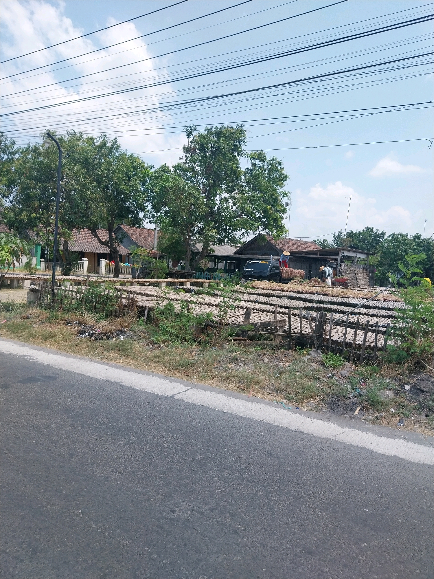 The image depicts an outdoor scene with a focus on drying agricultural products. In the background, several structures with tiled roofs are visible, surrounded by trees. In front of these structures, numerous flat, elevated platforms, made of what appears to be woven material supported by wooden frames, are laid out. These platforms are covered with a large quantity of light-colored, dried agricultural produce, possibly onions or similar crops, spread out in a thin layer.
Two individuals are present and engaged in activities related to the produce. One person, wearing a conical hat, is standing near a dark-colored pickup truck, handling some of the dried material. Another person, also wearing a hat, is working with a red wheelbarrow near the drying platforms. A black pickup truck is parked to the left of the scene.
The foreground shows a paved road with a white line marking its edge. Beyond the road, there is a strip of dry grass and vegetation, with some scattered debris. Overhead, multiple black electrical wires crisscross the sky, which is partly cloudy.
The scene is situated in Campur, Indonesia, and appears to be a location where agricultural products are being harvested and dried, likely a farm or a processing area.