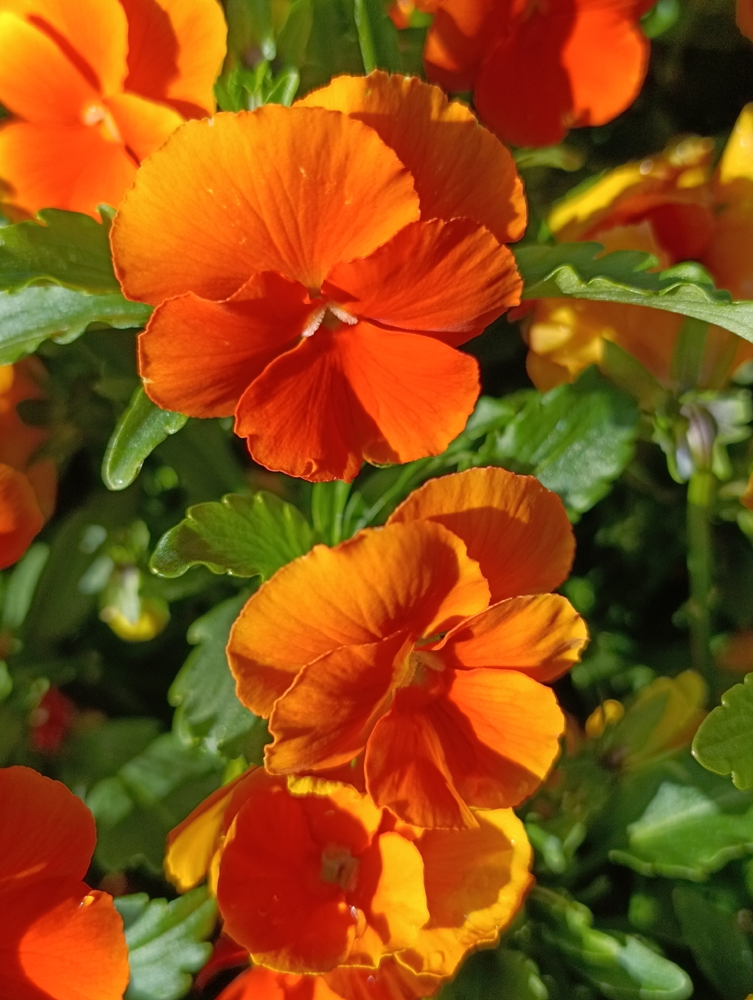 A close-up photograph shows several orange pansy flowers in full bloom, surrounded by green leaves. The flowers are the primary focus, with their velvety petals catching the light and shadow, creating a textural contrast. The petals range from a deep orange to a lighter, more golden hue where the sunlight hits. The background is filled with more green leaves, slightly out of focus. The image appears to have been taken outdoors in natural sunlight. The city and exact location are unknown.