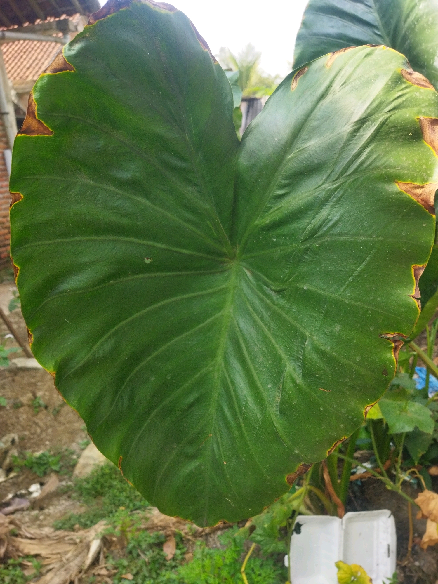 An extreme close-up shot features the center of a large, green elephant ear plant leaf, with its pointed lobes extending outwards. The leaf exhibits a heart-like shape and is characterized by prominent veins radiating from the center. The edges of the leaf show signs of browning and dryness. The background is slightly blurred, revealing glimpses of the environment. To the left, the edge of a tiled roof and a brick wall suggest a dwelling. Below the leaf, the ground is covered with dry leaves, soil, and sparse green vegetation. In the lower right corner, two white plastic containers are visible, and a few dried leaves are scattered around. The overall scene depicts an outdoor setting, possibly a garden or yard, in Kesugihan, Indonesia.