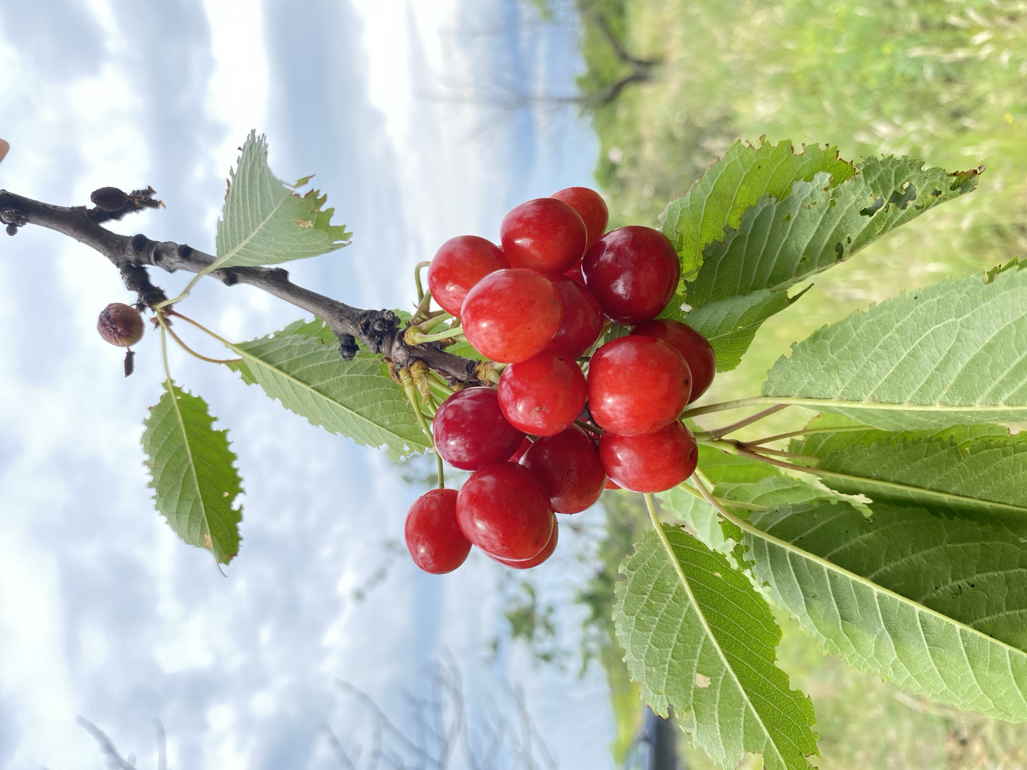 A close-up vertical shot displays a cluster of approximately 18-20 ripe, round, bright red cherries attached to a brown, woody branch with green leaves. The cherries appear plump and are grouped tightly on short stems. Several green leaves with serrated edges are visible, some exhibiting minor damage such as small holes and irregular tears. Higher on the main branch, two desiccated, dark brown fruit remnants are present. The background is an out-of-focus natural environment: an overcast sky with white and light gray clouds dominates the upper half, while the lower half features a blurred expanse of green and yellowish grasses and distant, indistinct deciduous trees or bushes. A dark, unidentifiable object, possibly a vehicle, is faintly visible in the far left background. The scene is illuminated by diffused light. The location is an outdoor, rural or orchard setting in Unknown, Unknown.
