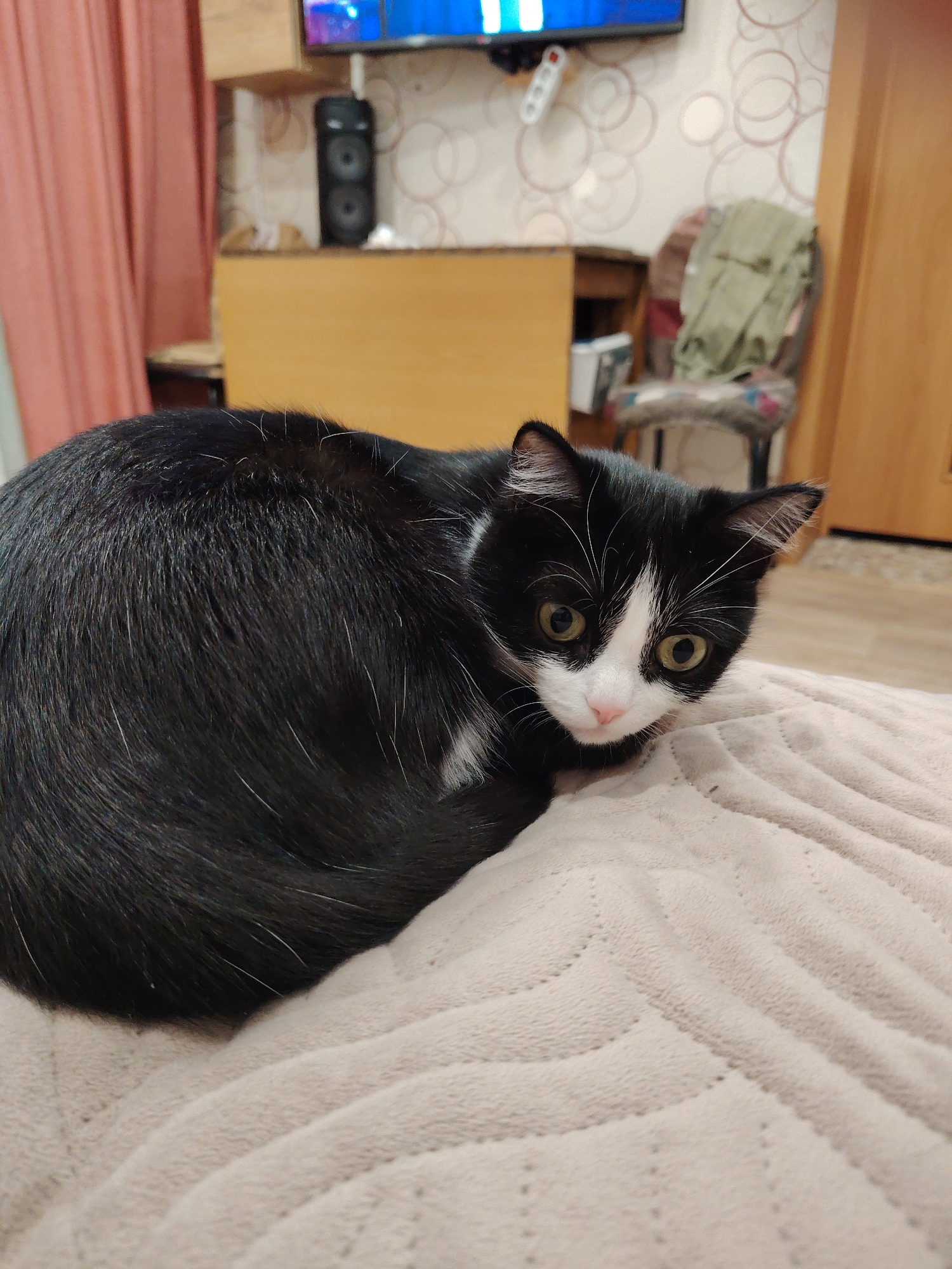 A black and white cat is lying on a beige blanket. The cat is mostly black, with a white face and chest. It has green eyes and is looking directly at the camera. The blanket has a quilted pattern. In the background, there is a TV, a speaker, a wooden cabinet, and a chair. The wallpaper is a light color with a circle pattern. There is also a pink curtain visible on the left side of the image and a wooden door on the right.
