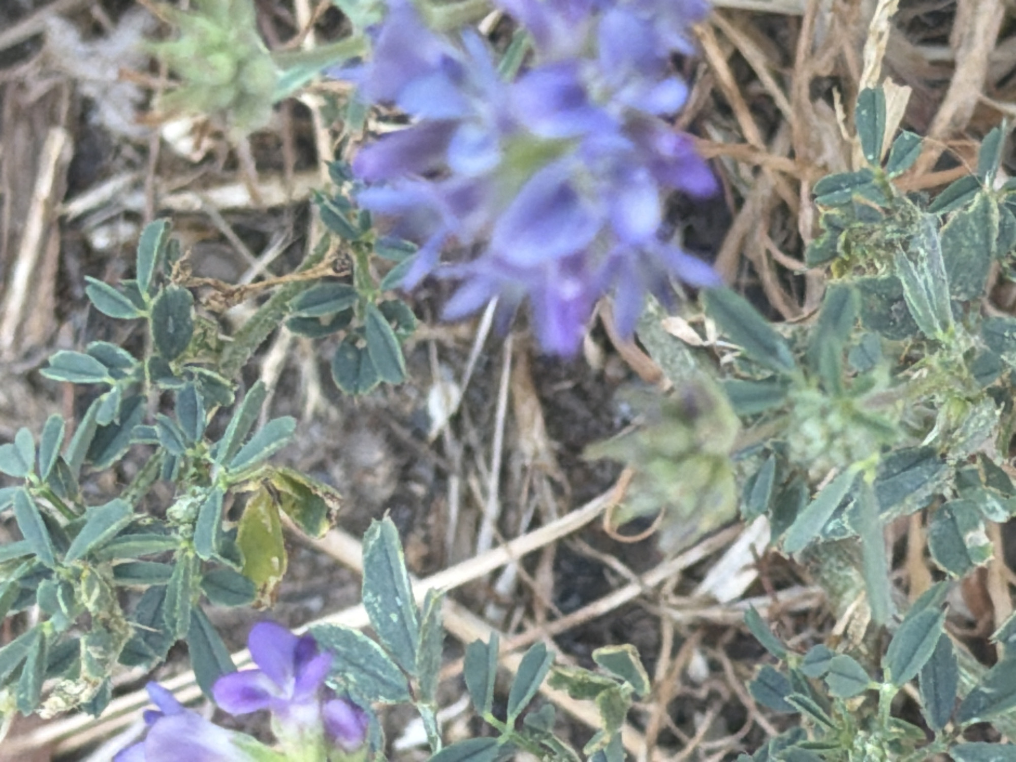 The image displays a close-up view of a flowering plant with small purple blossoms and green leaves. The plant is situated amongst dry, straw-like vegetation and soil. The lighting suggests an outdoor environment, likely during the day. There are no people or animals visible in the frame. The focus is primarily on the botanical elements, with the background blurred. The specific location in Valdefresno, Spain, is not discernible from the visual information provided in the image itself.
