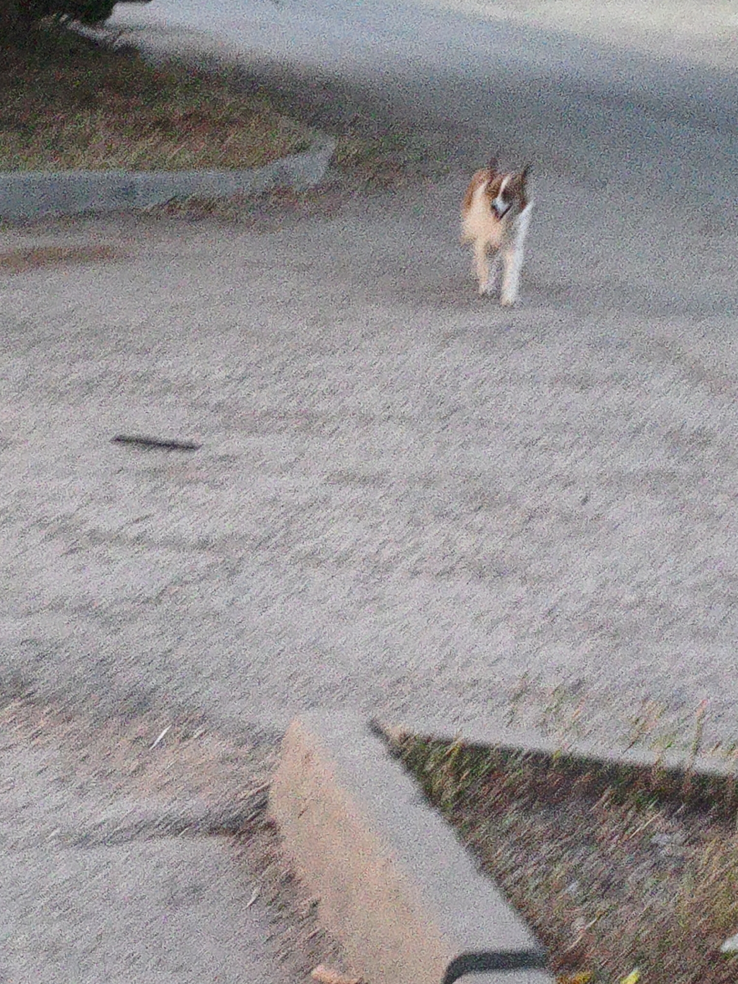 A dog with brown and white markings walks on a paved surface. The dog is in the middle ground of the image. The foreground shows a curb or raised edge of the pavement, and the background is out of focus, showing grass and what appears to be a road or path. The image is grainy and the lighting suggests it was taken during the daytime. The location in Aktobe, Kazakhstan is not specified.
