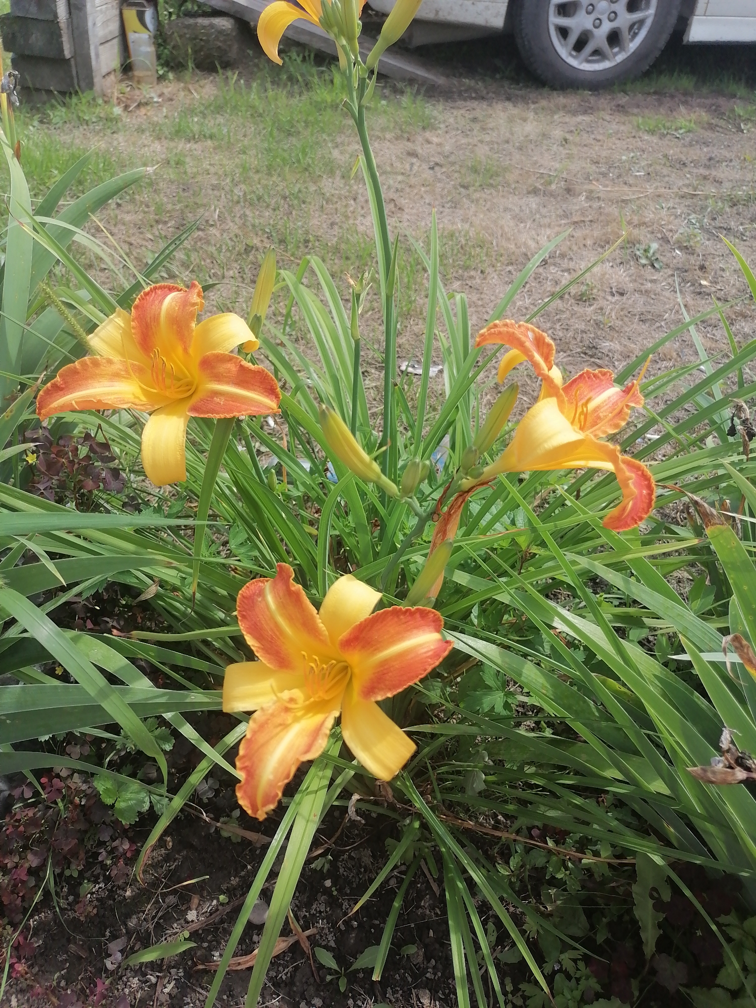 In Novopokrovka, Russia, a close-up, eye-level shot captures a cluster of blooming daylilies in the foreground. The flowers are a vibrant orange and yellow, with some petals tinged with reddish-orange. They are surrounded by long, green, grass-like foliage. In the background, a dirt path is visible, partially obscured by the plants. To the left, a weathered wooden structure stands, and a portion of a white car with a silver wheel is seen on the right. The overall setting appears to be a natural outdoor environment, possibly a garden or yard. There are no people or animals present.