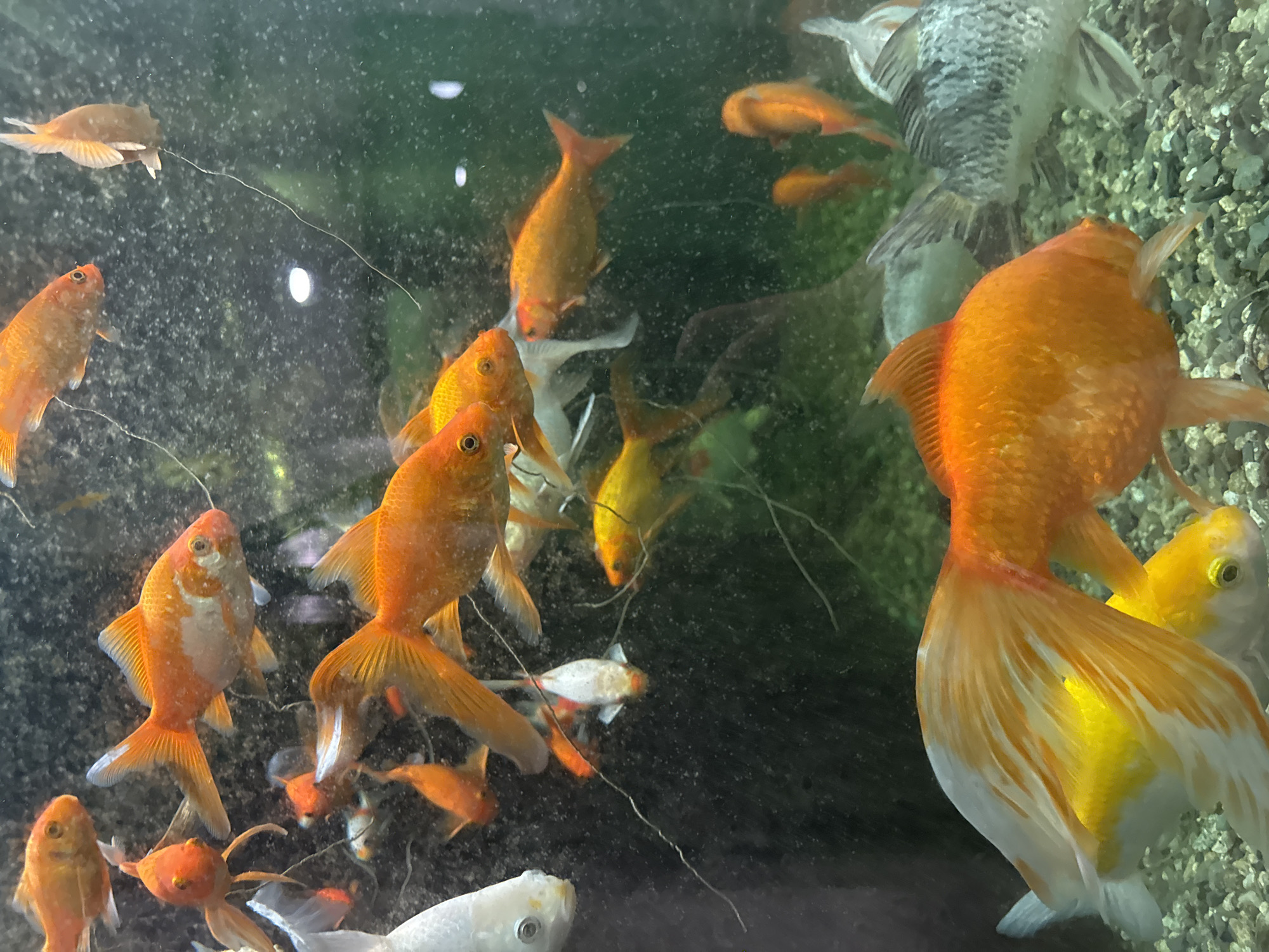 The image presents a close-up view of a vibrant and densely populated aquarium filled with numerous goldfish. The primary subjects are the fish themselves, appearing in various sizes and colors, predominantly bright orange and gold. Some goldfish exhibit white patches, while one larger fish in the background has a distinct grey and black mottled pattern.
The fish are actively swimming, with many clustered together, giving the impression of a lively and bustling environment within the tank. On the right side of the frame, a large, striking orange and white goldfish with an elaborate, flowing fantail is prominently displayed, its tail spread wide. Other fish of varying sizes can be seen throughout the water, with some smaller orange goldfish grouped towards the bottom left.
The setting is clearly an indoor aquarium, viewed through its glass front. The background appears to be the interior of the tank, possibly a dark substrate or an area of algae growth on the back wall. Fine, string-like strands, likely algae or detritus, are visible floating in the water and possibly attached to the tank surfaces. Small, white, speck-like particles, which could be air bubbles or dust, are scattered throughout the water column.
No people are visible in the image, and there is no visible text. The lighting suggests an indoor setting, with some reflections on the tank glass. The overall impression is one of a busy and healthy aquatic environment.