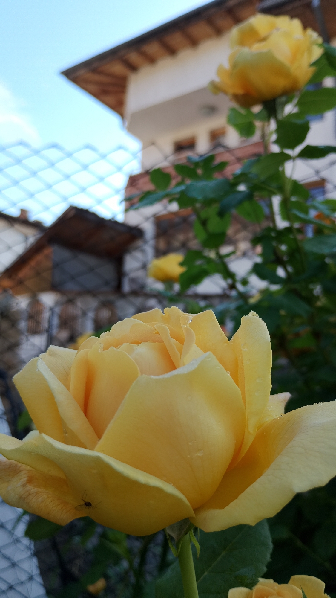 The image shows a close-up of a yellow rose in the foreground, with water droplets on its petals. In the background, out of focus, is a residential building and a fence. Another yellow rose is visible further in the background. A small insect is perched on one of the rose petals. The scene is outdoors, possibly a garden, with a sky visible above. The specific location in Smolyan, Bulgaria is not discernible from the image itself, as there are no identifying landmarks or cultural elements. The overall impression is one of natural beauty and domestic surroundings.