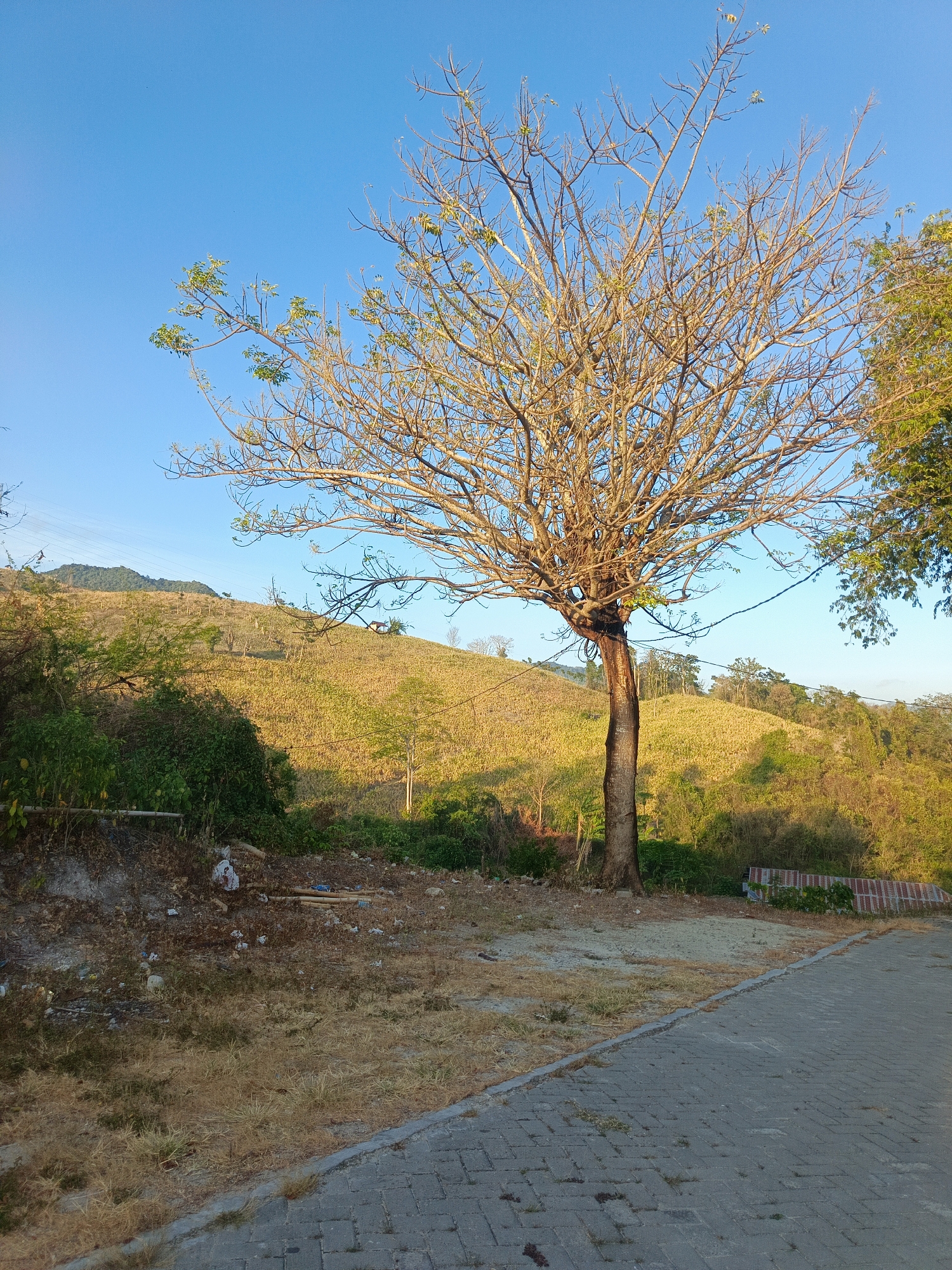 A medium shot captures a solitary, bare-branched tree standing in the foreground, its trunk dark and textured, with sparse green leaves emerging from its upper limbs against a clear, bright blue sky. The tree is situated on a patch of dry, straw-colored grass and dirt, which transitions into a paved walkway constructed of gray interlocking bricks in the lower right quadrant of the image. Behind the tree, a gently sloping hillside is covered in dry, yellowed vegetation, suggesting a warm or dry season. Further up the hill, scattered trees and a small, rustic structure are visible. The background shows more hilly terrain covered in greenery and more trees, with distant mountains under the expansive sky. The overall scene suggests a rural or semi-rural setting in the city of Gorontalo, Indonesia, likely during the dry season, with evidence of human presence in the form of the paved path and some scattered debris near the base of the tree.