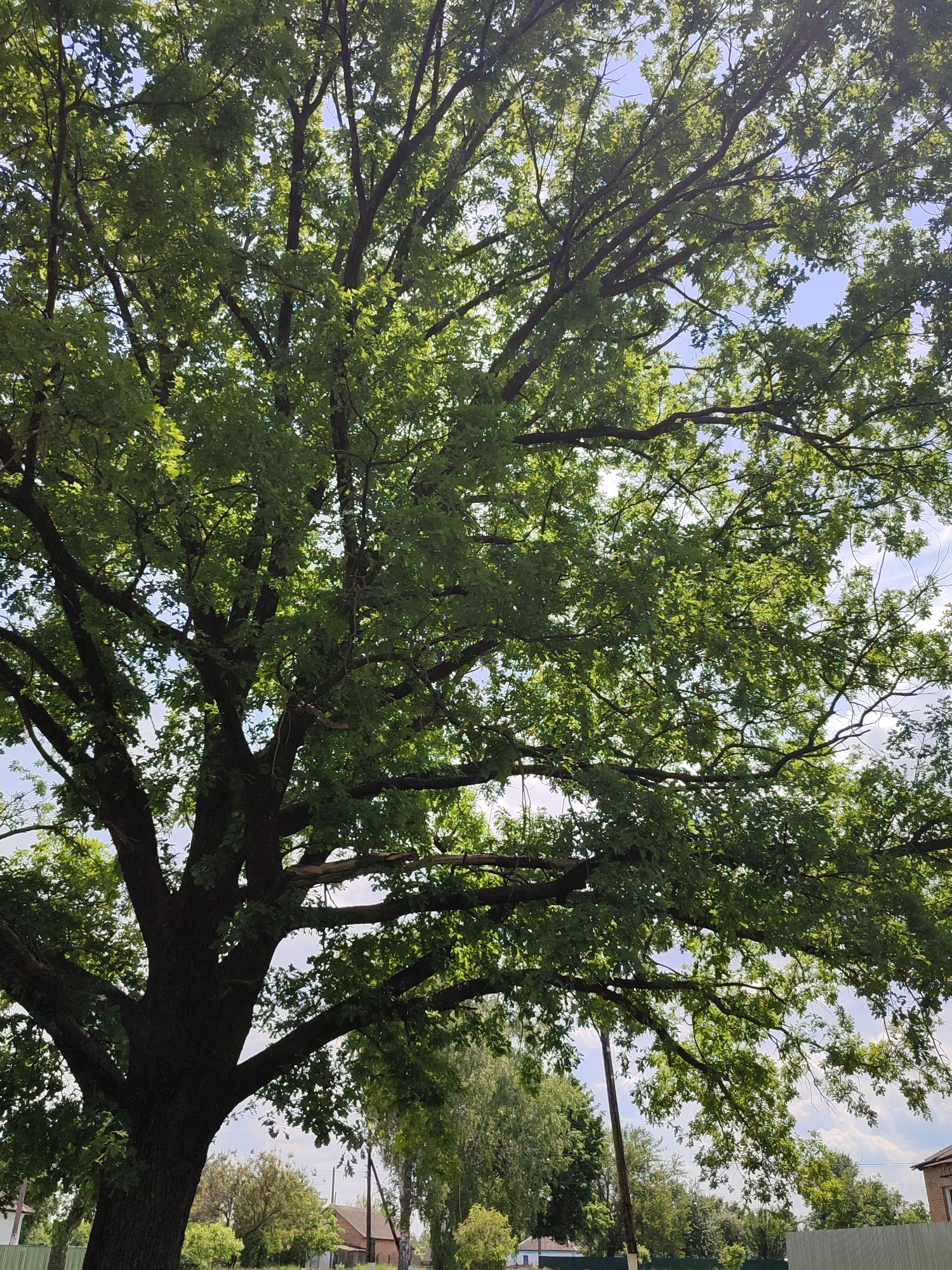 The image displays an outdoor scene dominated by a large, mature deciduous tree on a sunny day in the city of Unknown, Unknown. The tree's thick, dark trunk and major branches are prominent on the left and center, extending upwards and outwards. A dense canopy of vibrant green leaves, illuminated by sunlight, covers most of the upper and central frame, casting varied shadows within the foliage. Patches of bright blue sky with sparse white clouds are visible through openings in the leaves, predominantly in the upper right quadrant. In the background, along the bottom edge, a light-colored fence is partially visible on the far left, followed by a smaller white building behind it. Towards the right, a gray corrugated metal fence runs horizontally, behind which a section of a reddish-brown brick building with a dark roof is visible. Several dark utility poles, some with visible wires, are interspersed among smaller green trees and vegetation across the mid-ground. No individuals or animals are depicted in the frame.