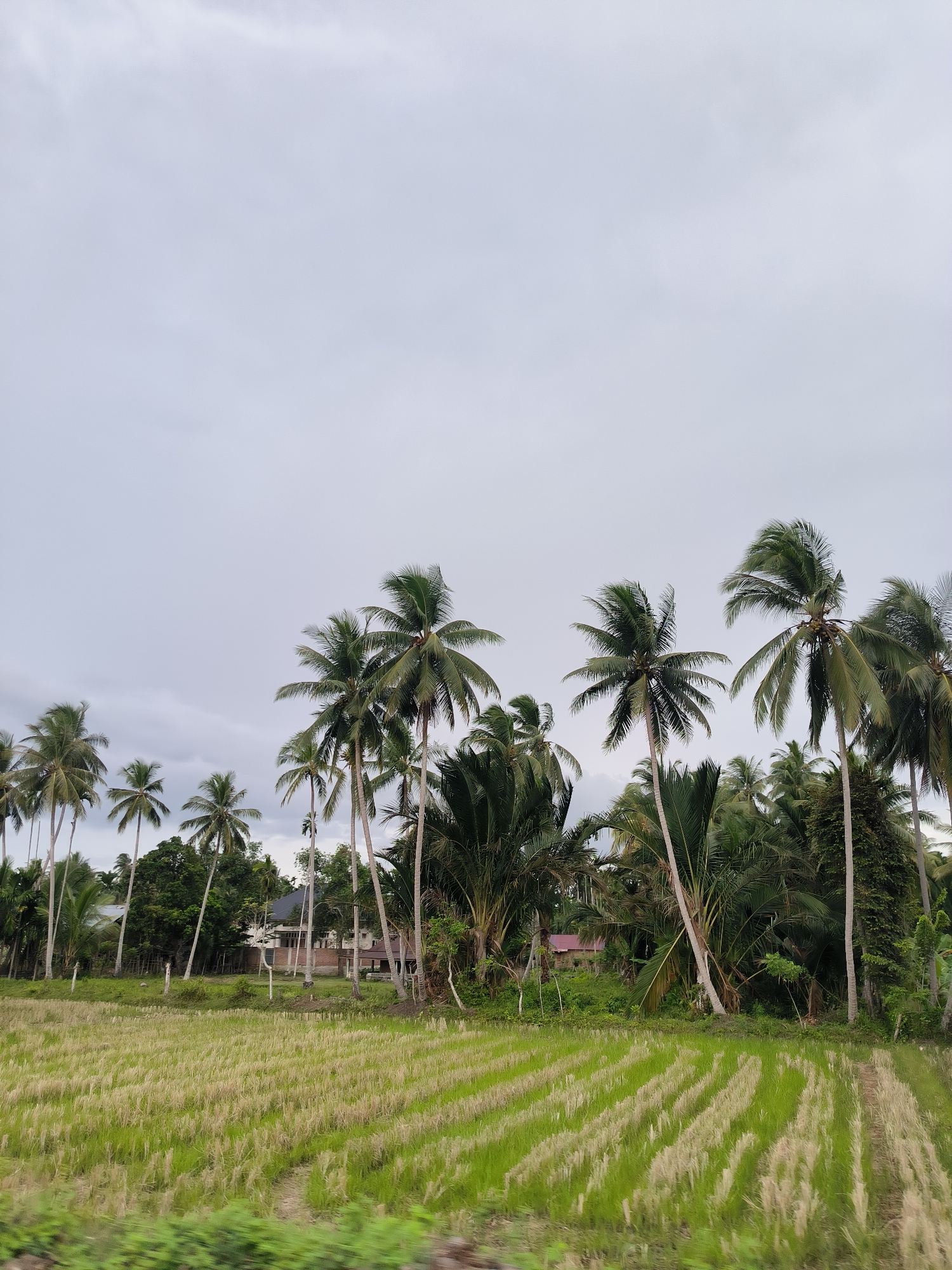 The image presents a serene, expansive rural landscape in Glee Gogo, Indonesia, under a vast, overcast sky. In the immediate foreground, a vibrant green rice field stretches across the frame, characterized by distinct striped patterns. These stripes alternate between rows of lush green rice plants and lighter, yellowish-green areas, possibly indicating different stages of growth or recently harvested sections. A slight blur at the very bottom suggests the photograph may have been captured from a moving vehicle.
The middle ground is dominated by a dense line of tall palm trees, predominantly coconut palms, with their slender trunks and full fronds. These trees vary in height and angle, creating a natural screen. Interspersed among the palms and behind them is a rich tapestry of other tropical vegetation, including broad-leafed trees and dense shrubs, adding to the verdant scene. Partially visible through the foliage are glimpses of human habitation: a modern white house with a dark, sloped roof is discernable towards the left of the center, and a smaller building with a reddish roof is nestled deeper within the trees on the right. A simple fence line with wooden posts runs horizontally, delineating the edge of the rice field from the treeline.
The background is filled with a soft, uniformly cloudy sky, appearing pale gray and diffusing the daylight evenly across the scene, indicating an overcast day. There are no people or visible text in the image. The overall impression is one of tranquil natural beauty, showcasing the typical agricultural and tropical environment of the region.