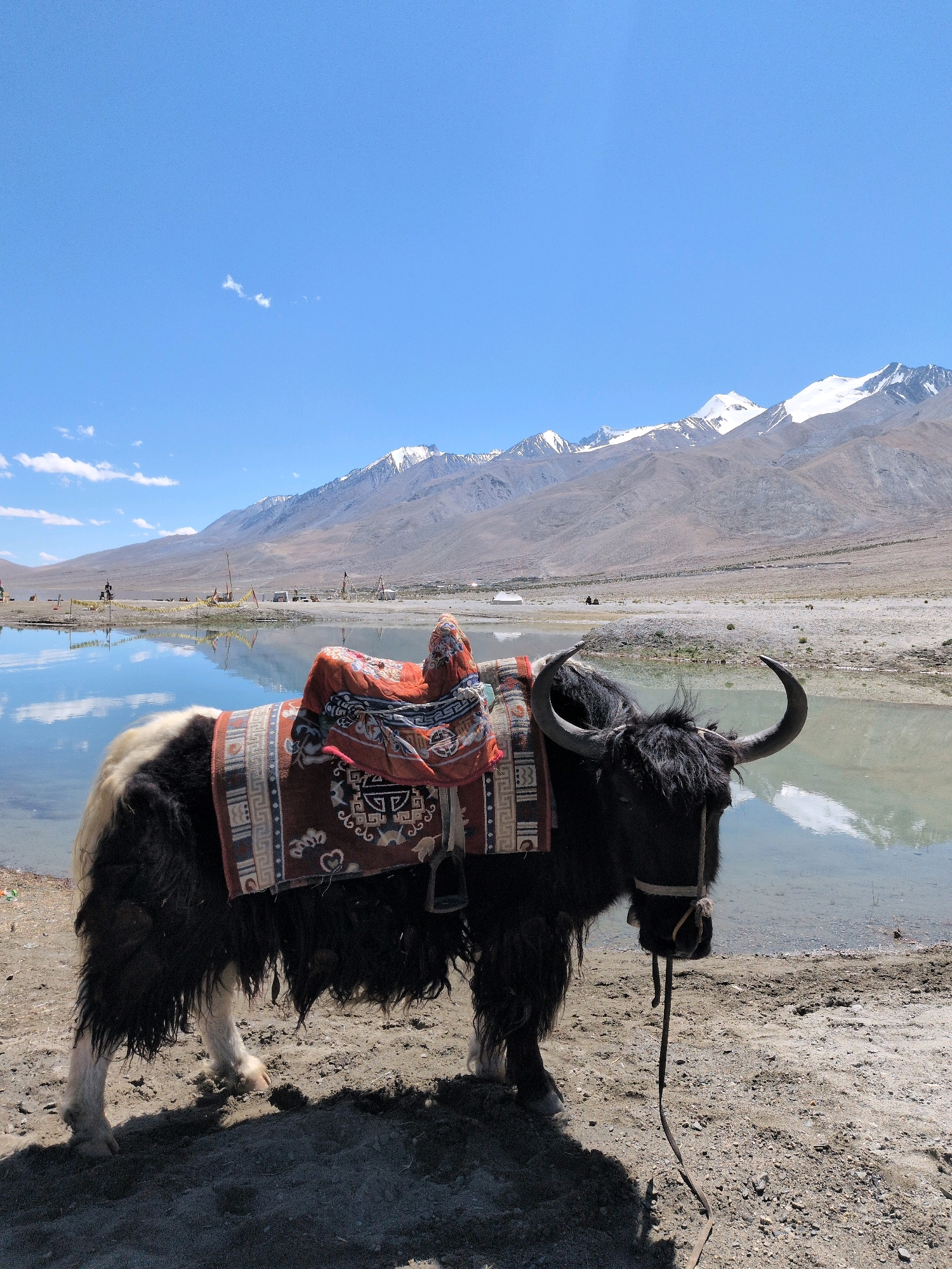 An adult yak, adorned with a decorative blanket and saddle, stands on a sandy shore next to a body of water. The yak is predominantly black with patches of white on its legs and hindquarters. Its horns are dark and curved upwards. In the background, a tranquil lake reflects the sky and distant, snow-capped mountains. The sky is clear blue with a few scattered clouds. The environment suggests a remote, mountainous region, possibly in Ladakh, India, characterized by sparse vegetation, a clear, reflective body of water, and dramatic mountain ranges. There are no visible people in the immediate vicinity of the yak.