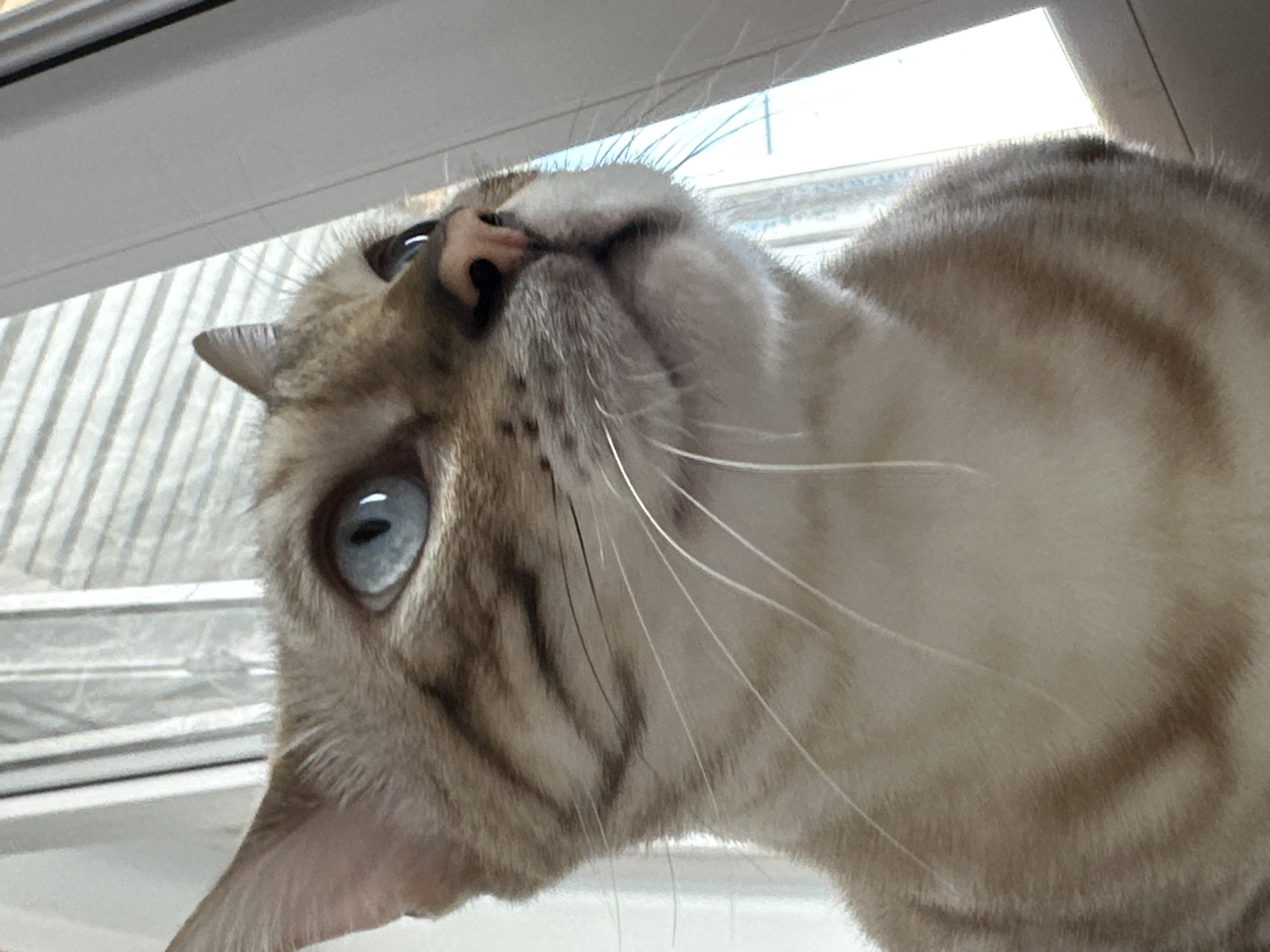 A close-up, low-angle shot features the face of a tabby cat with striking blue eyes looking upwards. The cat's fur is a pale beige with distinct dark stripes. Its whiskers are long and white, fanning out from its muzzle. The background is blurred, with vertical blinds visible on the left and a bright window or light source on the right. The lighting suggests it is daytime. The image does not provide any information about the location in Energetik, Russia.