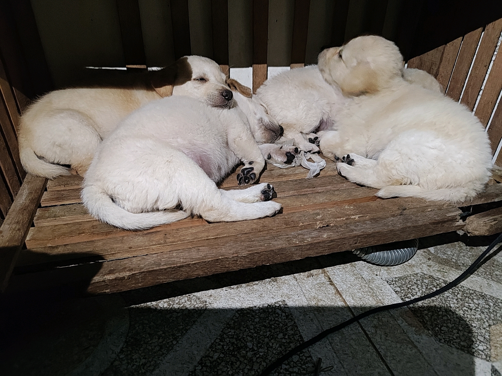 Four light-colored puppies are sleeping on a rustic wooden bench, positioned in the shade of what appears to be a wooden structure. The puppies are nestled together, with their bodies touching. One puppy on the left is partially visible from the rear, its tail curled. Another puppy is lying on its side in the center, with its paws extended. To its right, another puppy is curled up. The farthest puppy on the right is also curled up, with its head resting on the bench. The bench is made of weathered wooden planks. In the background, vertical wooden slats are visible. The ground beneath the bench appears to be a textured tiled surface with a shadow cast across it. A black cable and a metallic flexible tube are visible on the ground to the right of the bench. The scene suggests an outdoor or semi-outdoor resting area, possibly in a residential setting in Hutatoruan 11, Indonesia.