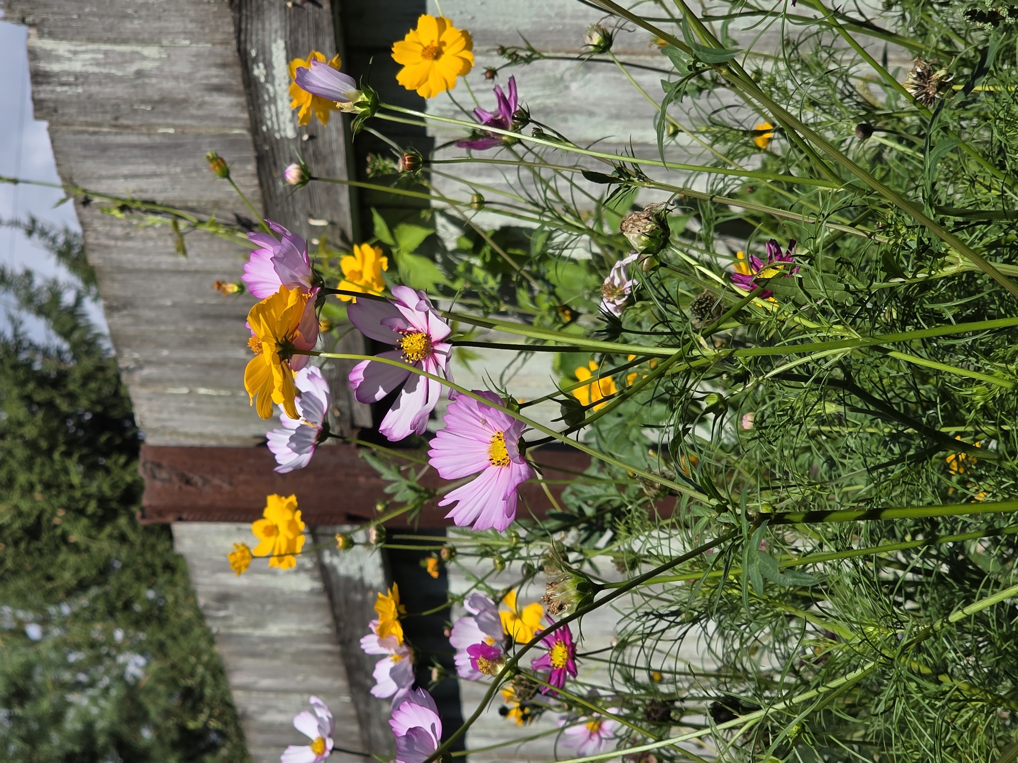 The image is a close-up shot of a garden with a weathered wooden fence in the background. A variety of cosmos flowers, in shades of pink, purple, and yellow, are in bloom and prominently featured in the foreground. Some of the flowers are fully open, while others are still in bud or are wilting. The plants have thin, green stems and delicate, feathery foliage. The wooden fence appears to be made of vertical planks that are gray and faded, with some signs of decay. In the background, the tops of evergreen trees are visible against a bright sky with scattered clouds. There are no people or animals in the image. The scene depicts a natural, outdoor environment, likely a backyard or public garden. There is no information in the image to suggest it is located in the city of Речицы, Russia.
