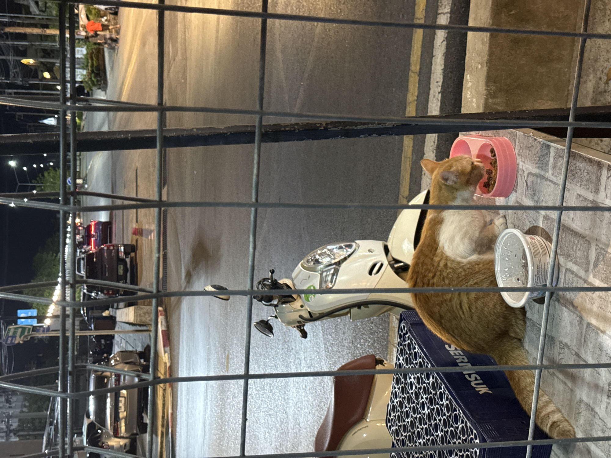 A cat is eating from a pink bowl next to a parked moped in Phuket City Municipality, Thailand. The cat is orange and white, and it's on a brick ledge next to the moped. Behind the cat and moped, a street with cars is visible through a metal fence. Streetlights illuminate the scene.