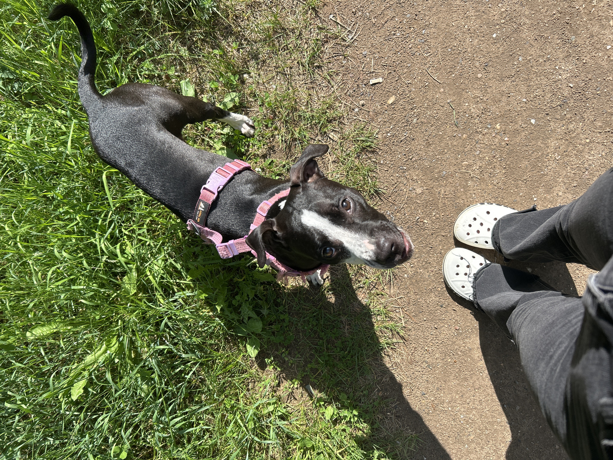 The image shows a black and white dog with a pink collar lying on the grass next to a dirt path. The dog is looking up at the camera with its mouth slightly open. White Crocs and dark-colored pants are visible on the right side of the image, indicating the perspective of the person holding the camera. The scene appears to be outdoors on a sunny day, with lush green grass and a dry, gravelly path. The presence of shadows suggests it is midday. The dog's posture and gaze convey a sense of alertness and possibly anticipation. There is no visible text in the image.