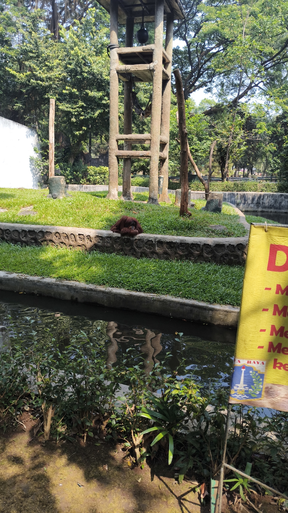 The image captures an outdoor enclosure at the Ragunan Zoo in South Jakarta, Indonesia. In the foreground, a body of water with reflections of trees and structures is visible. Lush green vegetation lines the edge of the water. Adjacent to the water is a grassy area bordered by a concrete wall. An orangutan is resting on the concrete wall, curled up and facing away from the viewer. Behind the orangutan, a large, multi-level wooden structure with platforms and beams stands prominently. Trees and dense foliage surround the enclosure, indicating a naturalistic zoo setting. To the right of the frame, a portion of a yellow sign with red text is visible, suggesting informational or directional signage. The overall scene is one of an animal exhibit in a zoo environment, with a focus on the orangutan and its habitat.