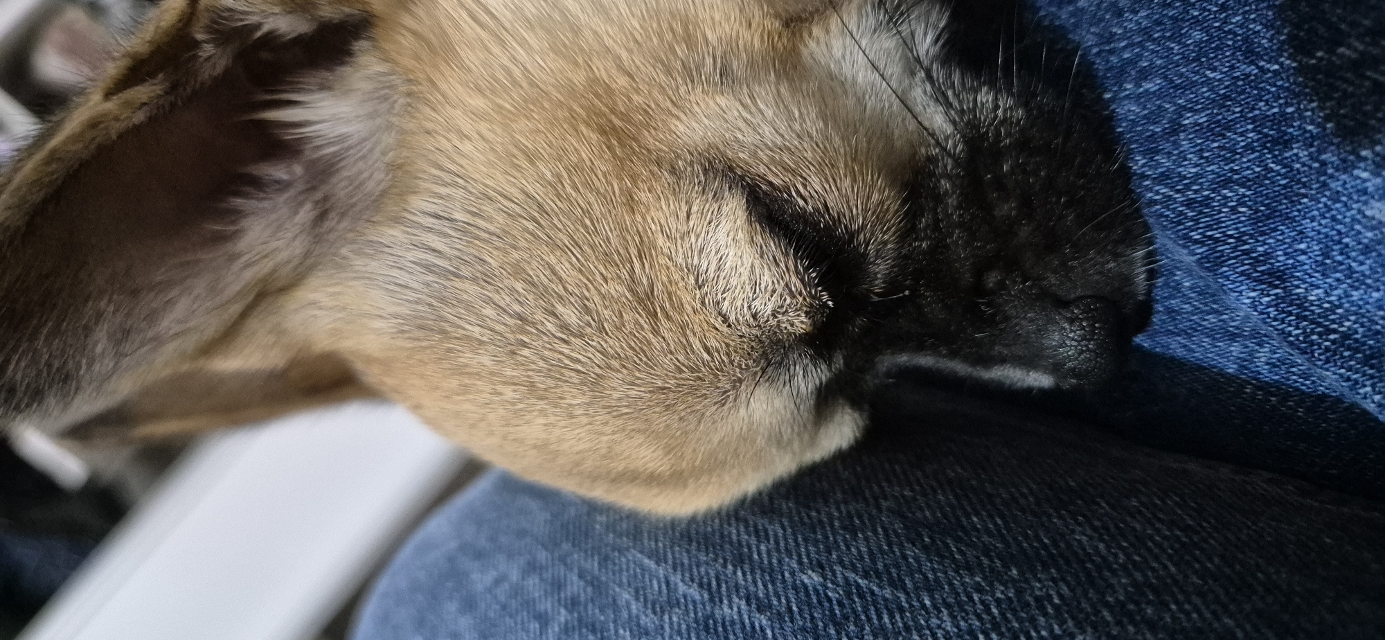 A close-up captures a dog resting on a person's lap, likely indoors. The dog has tan and black fur, with its face pressed against blue denim jeans. The dog's ear is visible on the left side of the frame.