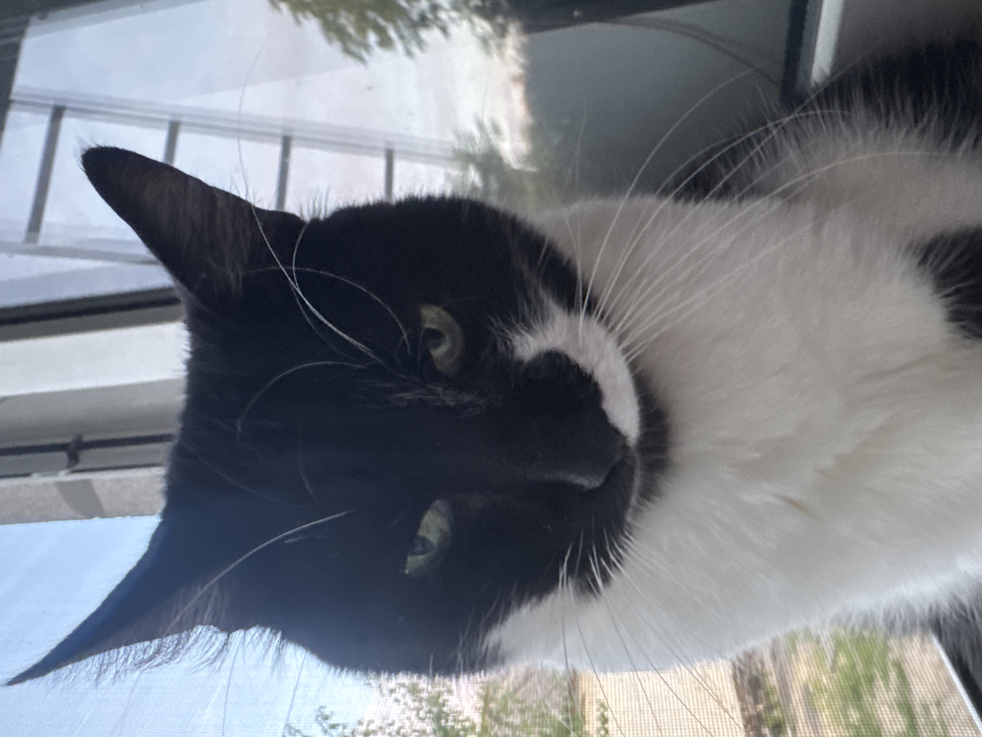 A close-up, low-angle shot shows a black and white cat with green eyes sitting on a windowsill. The cat is looking directly at the camera with a slightly tilted head. The background shows a blurry view of trees and a sky, suggesting an outdoor environment. The cat's fur is predominantly white on its chest and chin, with black markings on its head and back. The windowsill appears to be made of white material. The image was taken in Kremenchuk, Ukraine.