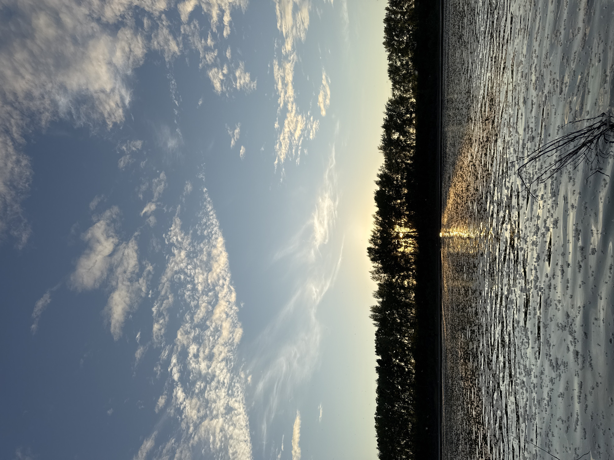 This detailed image displays a natural landscape within the city of Chaikovsky, Russia, at either sunrise or sunset. The sky, occupying the upper two-thirds of the frame, transitions from a deep blue at the zenith to a pale, luminous blue-yellow closer to the horizon. It is adorned with scattered white clouds, exhibiting various forms including wispy cirrus in the upper regions and more defined cumulus or stratocumulus patches lower down. A continuous, dark silhouette of deciduous trees forms a distinct horizon line across the entire width of the image. The sun, partially obscured behind these trees, casts a strong backlight, with golden light visible emanating through gaps in the foliage and glowing above the tree line, particularly towards the right side. The lower third of the image is dominated by a body of water, likely a river or lake, whose surface reflects the shimmering golden sunlight. The water's surface is intricately patterned by numerous small, irregular, light-colored formations, possibly floating organic matter, foam, or specific ripple effects, which are densely distributed, especially in the foreground. In the bottom-right corner, a cluster of dark, bare branches or reeds protrudes from the water. No human figures or man-made structures are present in the scene.