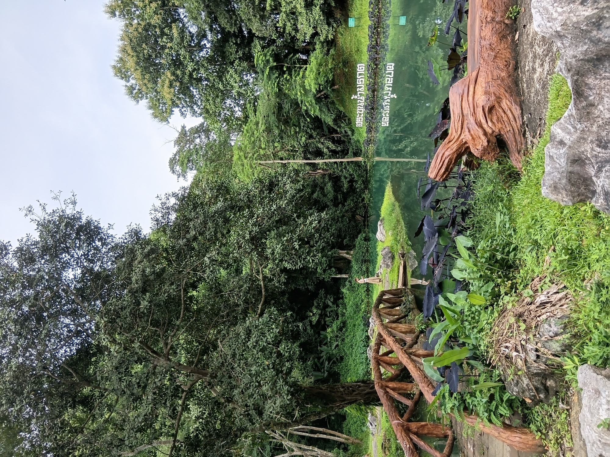 The image depicts a serene natural scene in Mae Sai District, Thailand. In the foreground, a rustic wooden bridge arches over a tranquil body of water. To the right, a large, gnarled tree trunk has been carved into a natural bench, its polished surface reflecting the surrounding greenery. The water is dotted with large, dark green lily pads, and the reflections of lush trees and a bright sky are visible on its surface. In the background, a sign with white lettering is partially submerged in the water, its text unreadable in this image. A woman in a light-colored dress stands on the far bank of the water, near the bridge's end, observing the scenery. The environment is characterized by dense foliage, tall trees, and rocky outcrops scattered across the landscape, suggesting a well-maintained park or natural reserve. The overall atmosphere is one of peaceful coexistence between man-made structures and the natural environment.
