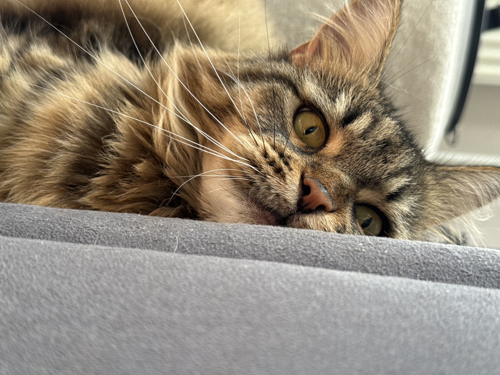 A close-up, eye-level shot focuses on the face of a Maine Coon cat as it peeks from behind a folded grey fabric. The cat's head is angled to its right, with its body slightly out of frame to the left. Its fur is a mix of brown, black, and tan stripes, with prominent white whiskers fanning out from its snout. The cat's eyes are large and golden, with vertical pupils, and it appears to be looking directly at the camera. Its pink nose is slightly upturned, and a bit of its mouth is visible, suggesting a curious or playful expression. The background is softly blurred, showing a light-colored surface that could be a sofa or chair. The lighting is soft and natural, creating subtle shadows that highlight the cat's facial features. The image does not contain any identifiable landmarks or elements that would indicate its location in Izhevsk, Russia.