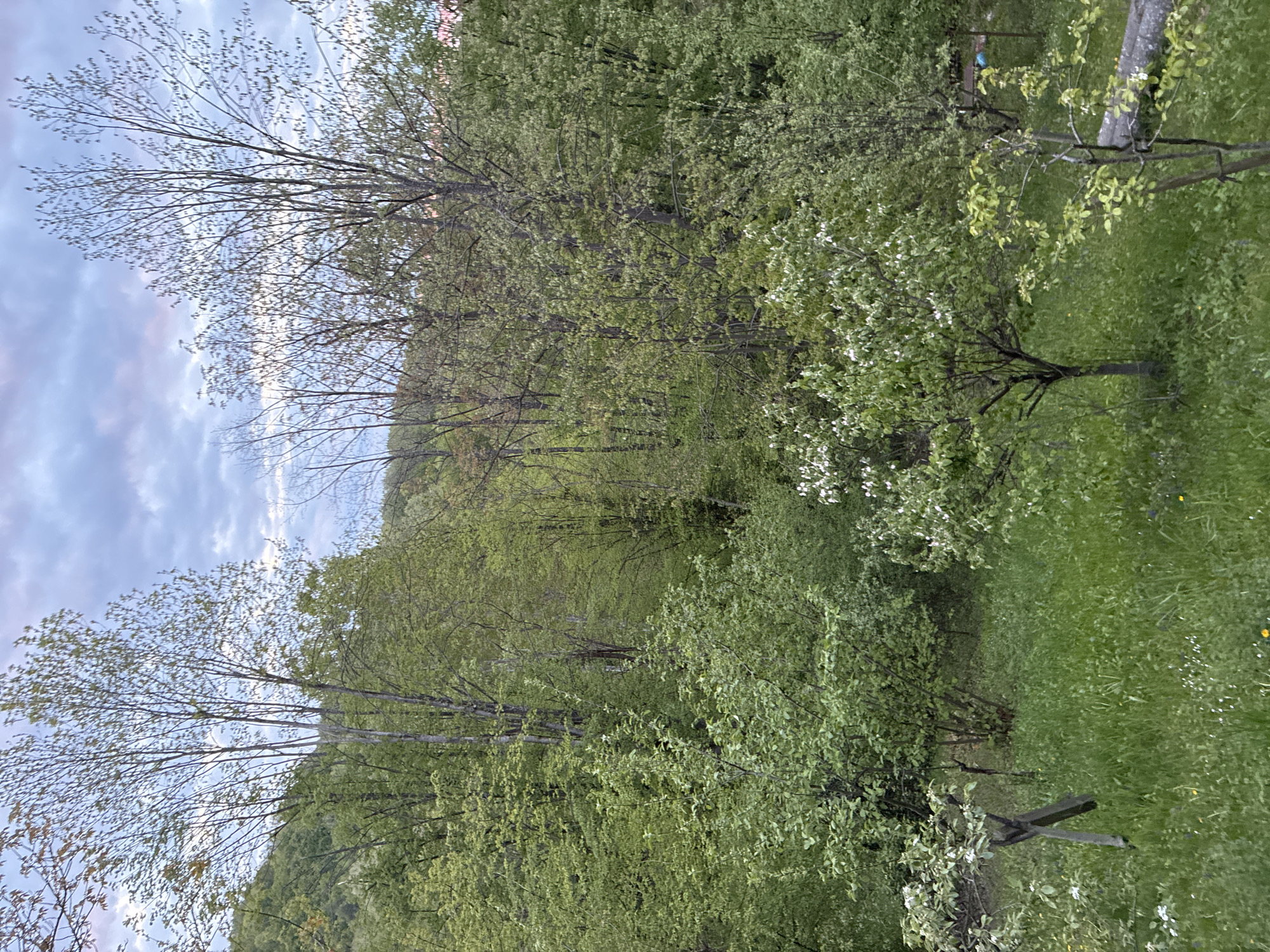 The image displays a lush natural landscape in Tsvetkova Bara, Bulgaria, likely captured during spring or early summer. The scene is dominated by numerous deciduous trees, many adorned with fresh, light green leaves, indicating new growth. Some trees also feature delicate white blossoms, possibly fruit trees. A vibrant green grassy area, speckled with small white and yellow wildflowers, occupies the foreground and mid-ground.

In the background, dense forest covers rolling hills or mountains. The sky above is partly cloudy, with soft hues of light blue and greyish-white clouds, suggesting either late afternoon or an overcast day with diffused lighting. No specific activity or event is taking place, presenting a tranquil and static view of nature.

Visible objects include the varied trees, grass, and hints of a rustic wooden structure in the grassy area, possibly a fence post. A small, indistinct blue object is faintly visible further in the distance among the trees. There are no people or visible text in the image. The overall impression is one of natural beauty and serenity characteristic of the season.