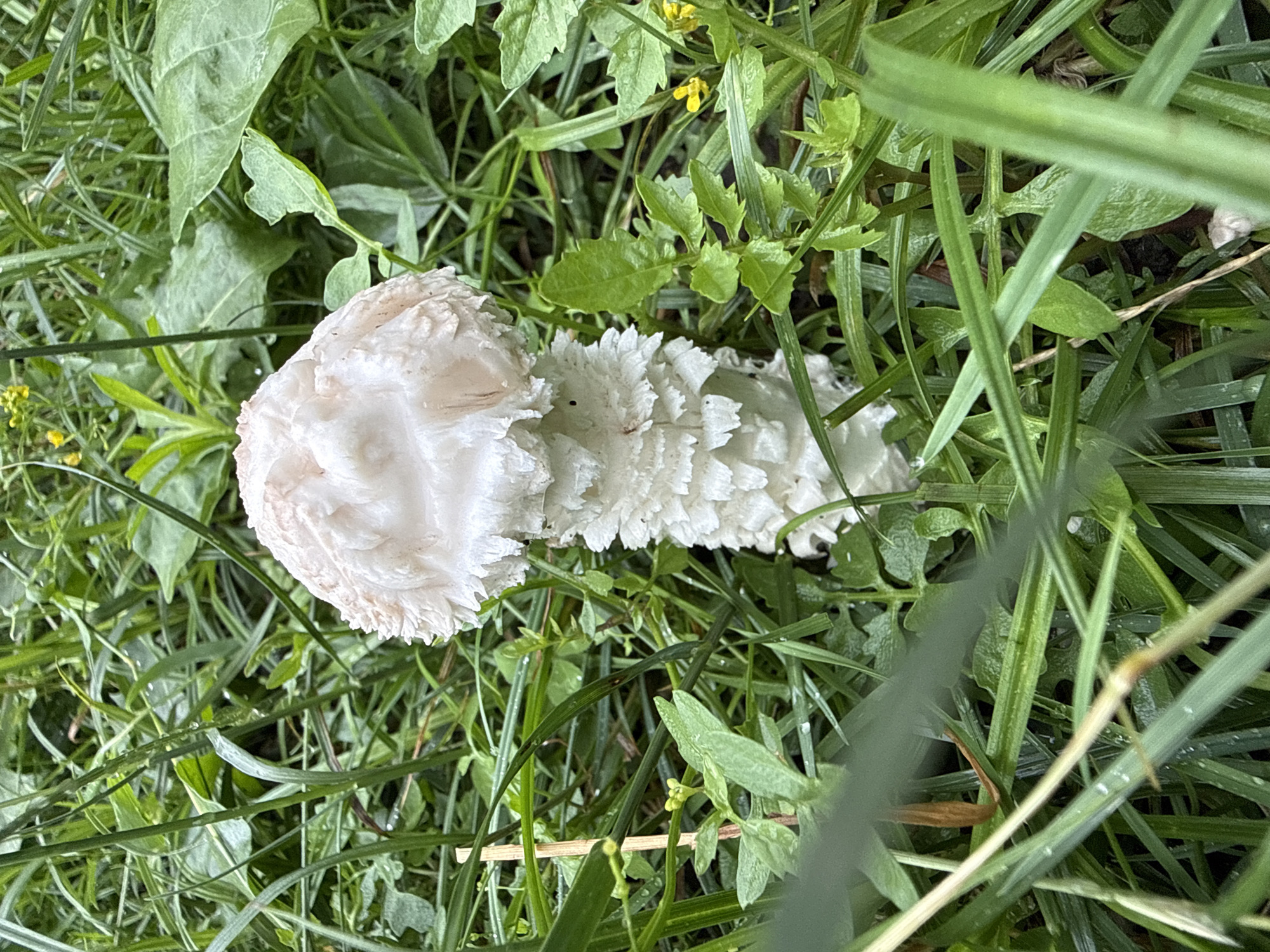 An outdoor, close-up, eye-level, medium shot captures a white mushroom with pinkish-brown hues on its cap, surrounded by lush green grass and foliage. The mushroom's cap is rounded and appears slightly torn or flaked at the edges. The stem is cylindrical and textured, with a layered or ruffled appearance. Small yellow flowers are visible in the background, interspersed with the greenery. The lighting suggests an overcast day.