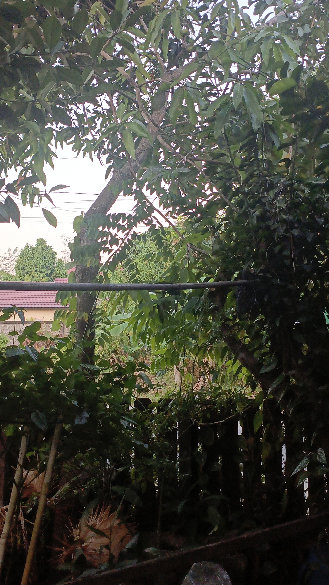 The image depicts a dense, overgrown garden scene with a prominent tree trunk in the center, likely in Gusunge, Indonesia. A horizontal pipe runs across the middle ground, obscuring a portion of the view. Beyond the pipe, a wooden fence is visible, partially covered by lush foliage. In the background, a building with a reddish-brown tiled roof peeks through the greenery, suggesting a residential area. The lighting indicates it is either early morning or late afternoon, with soft, diffused light. The overall impression is one of a natural, untamed environment.