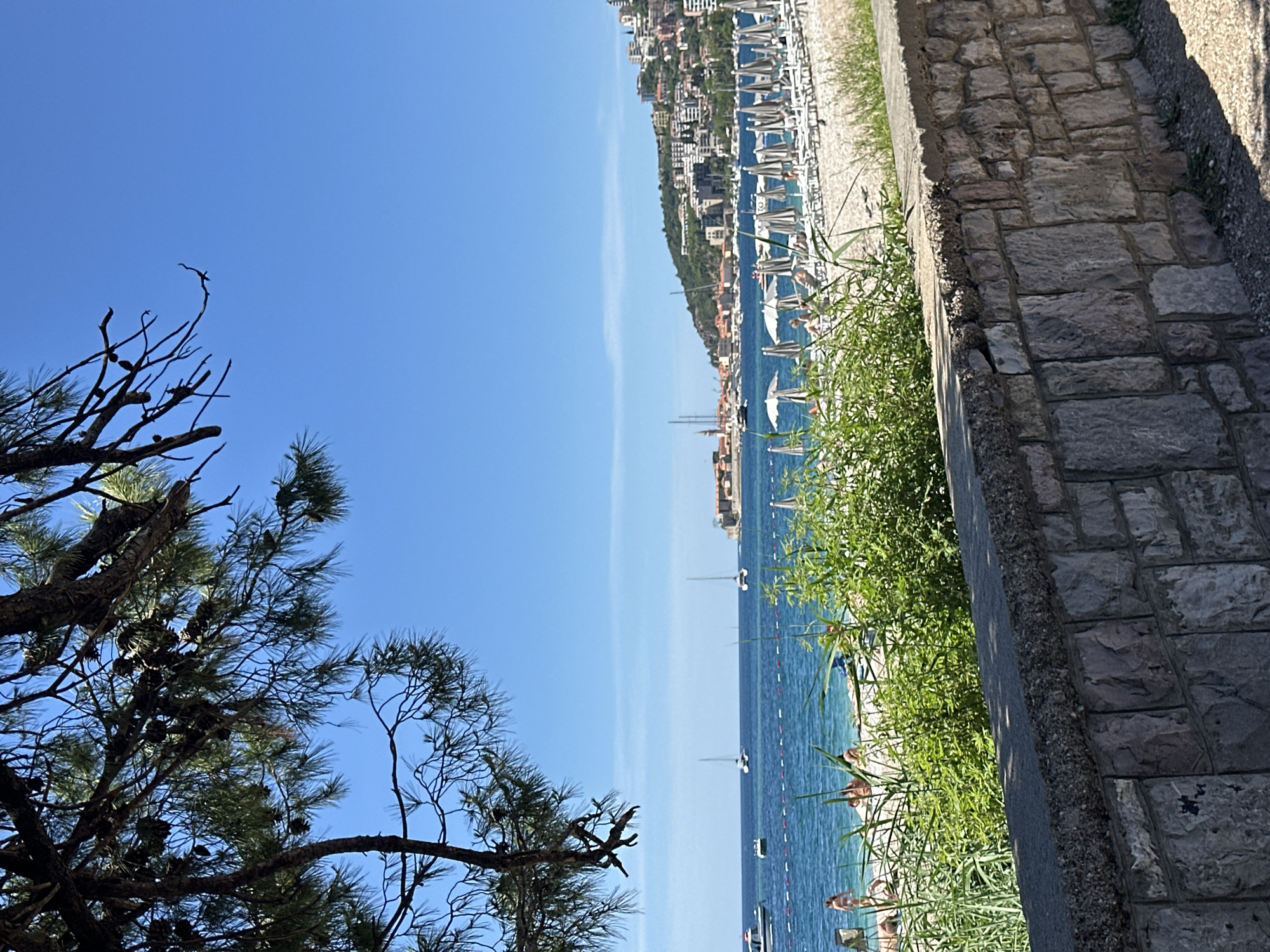 The image depicts a coastal scene in Budva, Montenegro. The foreground contains a pine tree with green needles and cones, set against a clear blue sky. Adjacent to the tree, a stone wall runs along the edge of a path. Beyond the path, there's a beach with people sunbathing and swimming in the turquoise water. Sailboats are visible on the water. In the background, buildings are situated along the coastline. Sun umbrellas are visible next to the beach, placed in an organized manner.