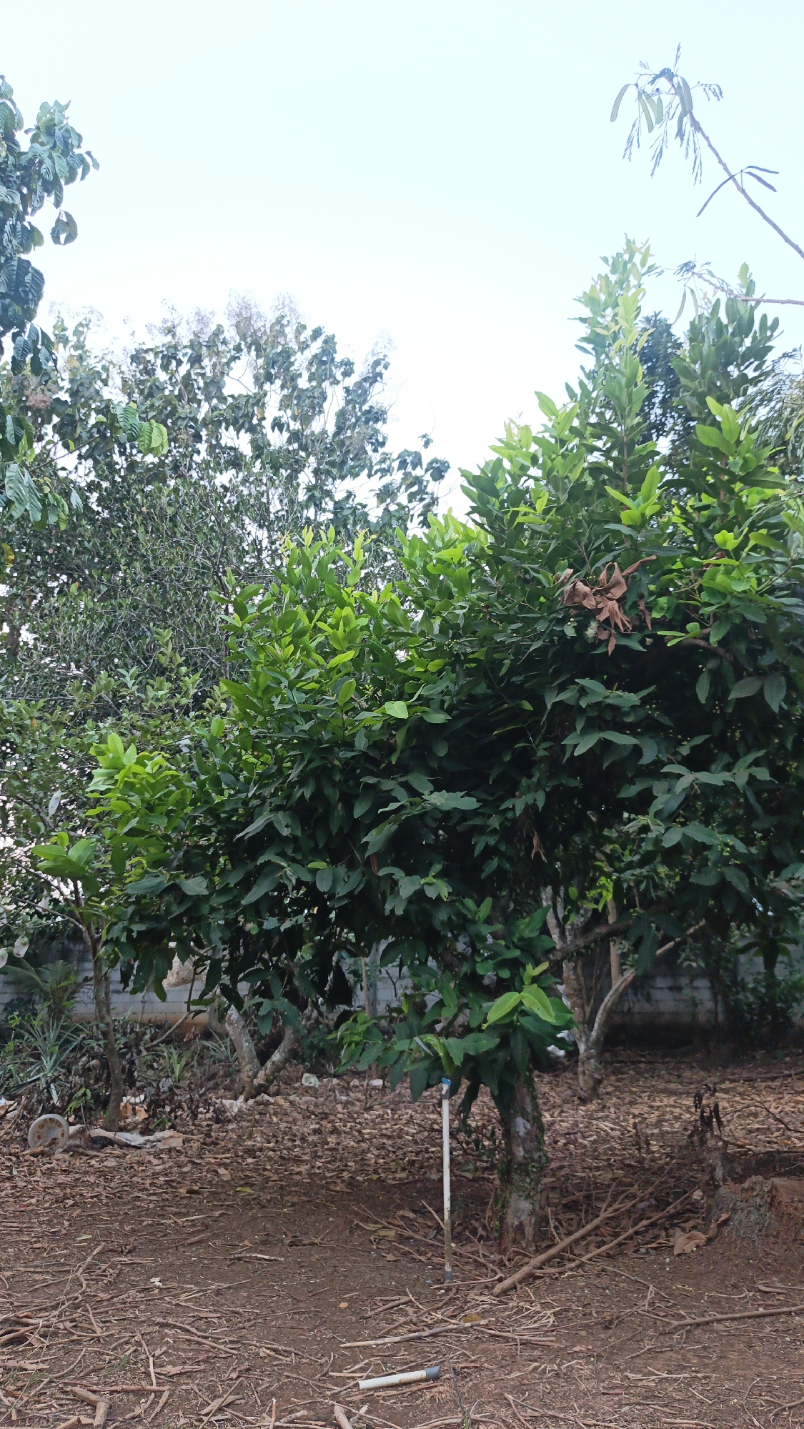 The image depicts an outdoor scene in a garden or yard, likely in a tropical or subtropical climate, given the lush vegetation. In the foreground, the ground is covered with dry leaves, twigs, and some larger branches, suggesting a natural or unkempt area. A few pieces of white PVC pipe are visible on the ground, along with a white pipe standing vertically near the base of a tree. This vertical pipe appears to be part of a watering system, possibly connected to a spigot.
Dominating the mid-ground are several trees with dense green foliage. The central tree is a medium-sized deciduous tree with a rough, textured bark. Some dried brown leaves are visible among its fresh green leaves, indicating a possible transition period or past damage. Behind this tree, other trees and dense greenery create a layered effect. To the left, in the background, there are hints of structures, possibly a wall or fence, and some sparse vegetation, including what appears to be a pineapple plant.
The sky is visible in the upper portion of the image, appearing bright and overcast, suggesting a daytime scene with diffused light. There are no people or animals clearly visible in the image. The overall impression is of a natural, somewhat overgrown outdoor space. The mention of Kandangmas, Indonesia, suggests a specific geographical context for this location.