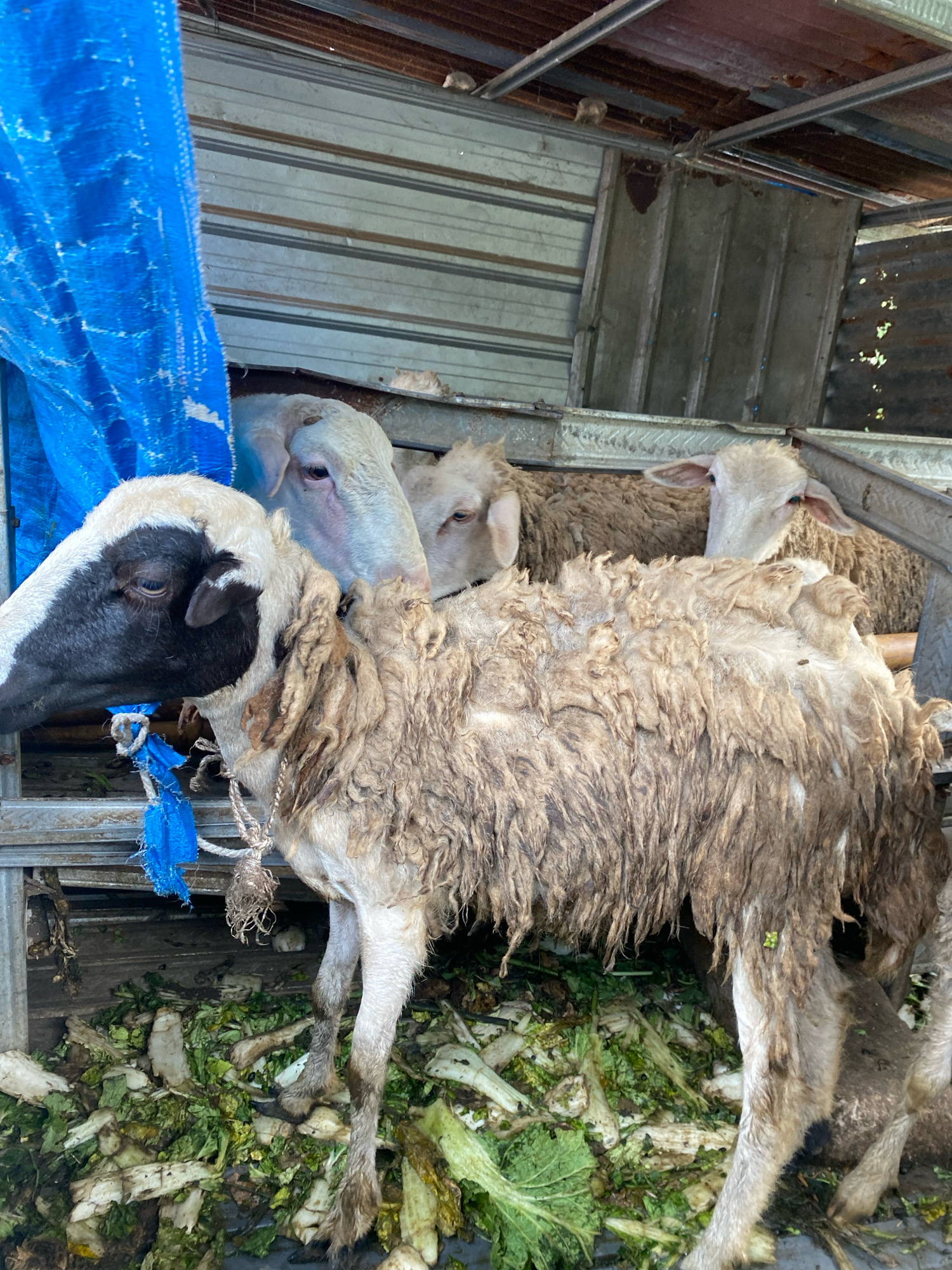 In an enclosure, four sheep are visible. The sheep in the foreground has a black and white head and a dirty, matted fleece. It is tethered by a blue rope to a metal structure. Behind it, three other sheep with light-colored wool are partially visible. The enclosure appears to be made of corrugated metal and wood. A pile of discarded green vegetable matter is on the ground. The scene is illuminated by natural light, suggesting it is daytime.