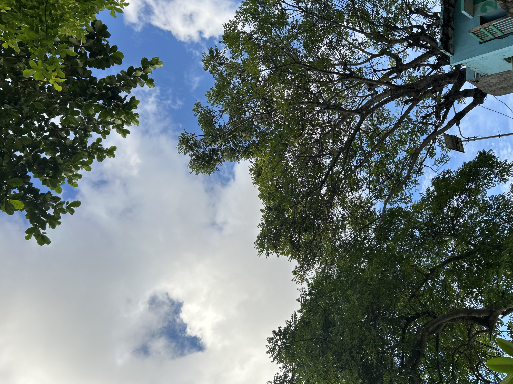View looking up at the sky from Senggigi, Indonesia. White clouds are scattered in a blue sky, framed by tree foliage. The trees on the left have larger leaves, while the trees on the right have smaller, denser leaves and branches. A corner of a blue building with green details is visible in the upper right corner of the frame. Electrical wires and a small solar panel are also attached to the building.