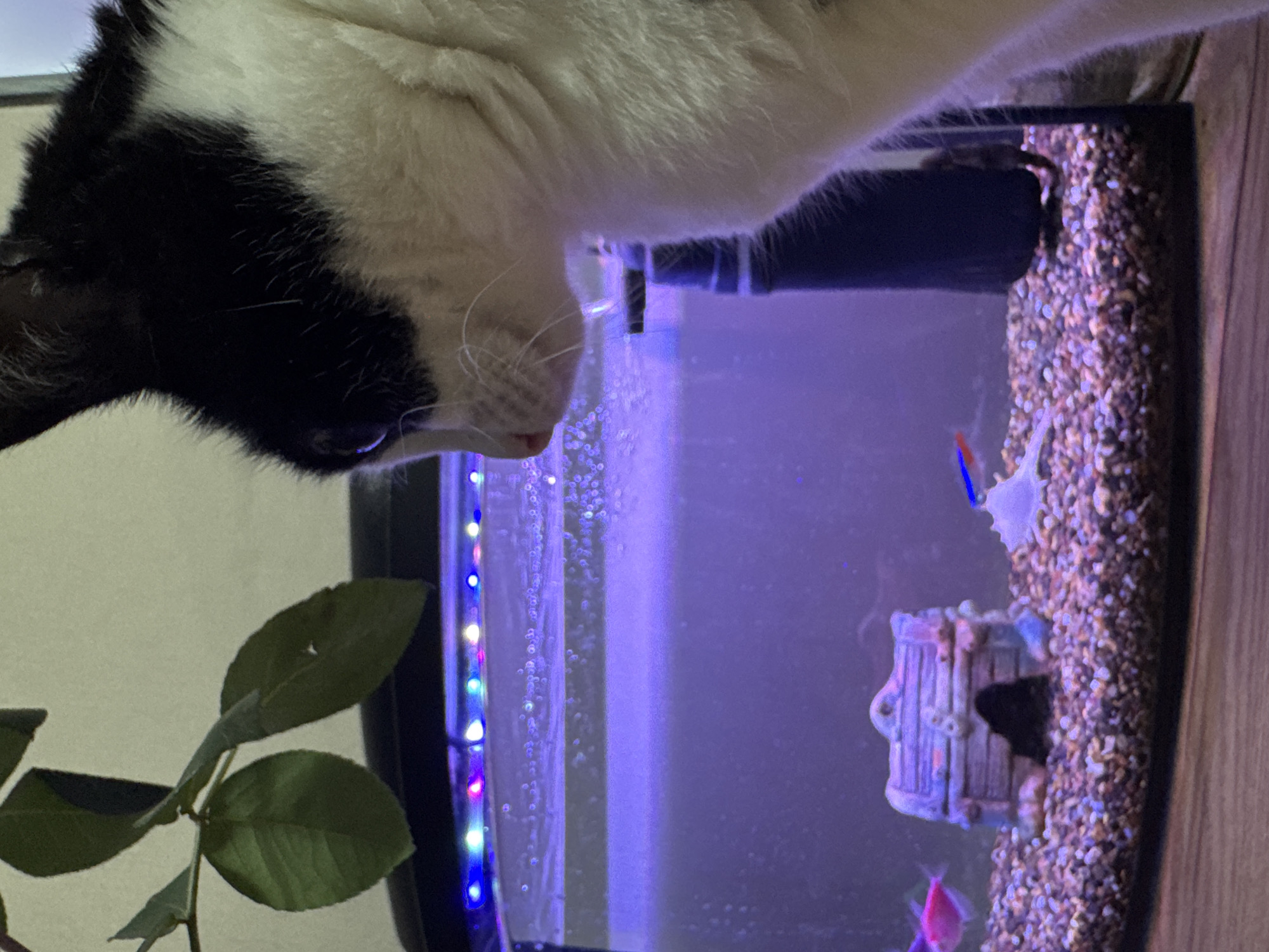 In Chaikovsky, Russia, a domestic black and white tuxedo cat occupies the foreground and right portion of the image, depicted in profile. Its right eye, pink nose, and white whiskers are directed leftward, observing a fish tank. The fish tank occupies the central and left areas of the frame. Its bottom is covered with a multi-colored gravel substrate, upon which a ceramic treasure chest decoration with an open dark archway and a white, textured shell-like ornament are placed. Within the tank, at least two fish are identifiable: a pink/red fish on the far left, and a smaller fish with blue and orange striations towards the right. An LED light strip, displaying multiple colors including blue, purple, and white, illuminates the tank from above. The water, infused with numerous small air bubbles near the surface, appears predominantly purple due to the lighting. A dark, cylindrical aquatic filter or pump is partially visible on the right interior of the tank. In the upper left quadrant, a branch of a green leafy plant, featuring two distinct leaves, is partially visible. The fish tank rests on a wooden surface. A plain, light-colored background wall is behind the tank. No human subjects are present.
