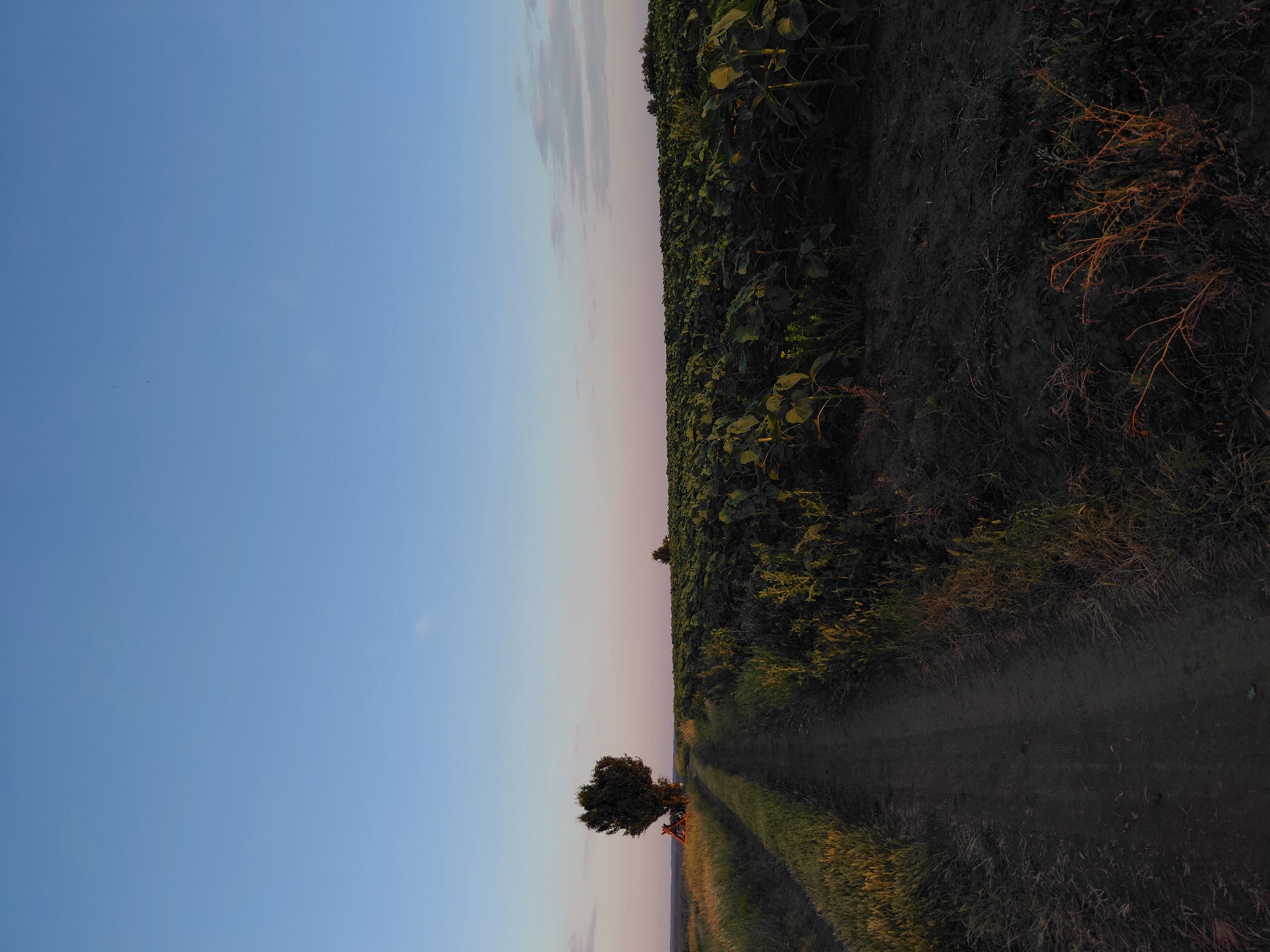 This is an eye-level, medium shot of a dirt path leading through a field at dusk. The path runs from the bottom center of the frame towards the horizon, disappearing behind a large, dark green field of sunflowers to the right and a grassy embankment to the left. A lone, mature tree with a dense canopy stands on the left side of the path, near a small, wooden structure. The sky is a pale gradient of blue at the top, transitioning to pink and orange near the horizon, with a few wispy clouds. The overall scene depicts a rural landscape at sunset.
