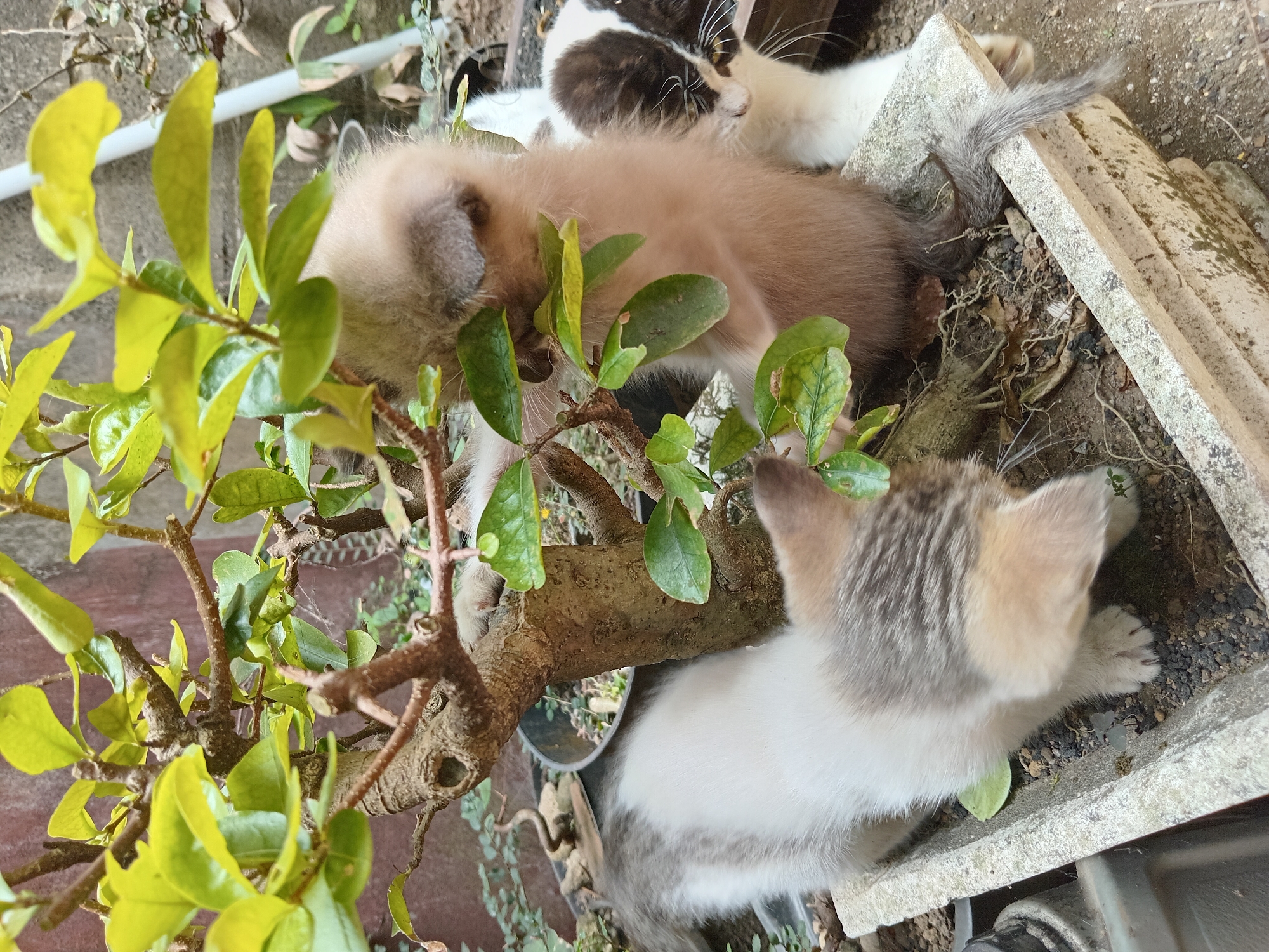 In the city of Claket, Indonesia, a close-up shot reveals three young kittens interacting with a potted plant. The kittens are of varying fur colors, including a light brown, a grey and white tabby, and a black and white piebald. Two kittens are actively engaged with the plant, one with light brown fur reaching into the foliage and a grey and white tabby looking down at the base of the plant. The third kitten, a black and white piebald, is partially visible to the right, with its head tilted and looking towards the plant. The plant itself is a small tree with a thick, gnarled trunk and vibrant green leaves, some of which are wet with water droplets. The kittens are situated within a rectangular concrete planter filled with soil and roots. The background is blurred, suggesting an outdoor setting with a muted reddish-brown wall and hints of other greenery. The lighting is natural, casting soft shadows and highlighting the textures of the kittens' fur and the plant's leaves.