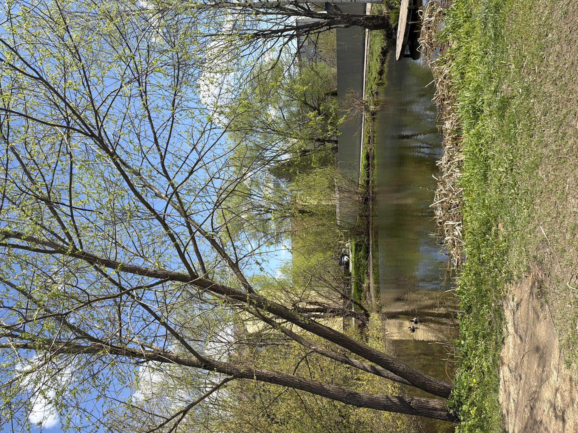 The image depicts a body of water, likely a pond or small lake, in Reshetnikovo, Russia. The water reflects the sky and surrounding trees, creating a mirrored effect. Lush green grass lines the water's edge on one side, transitioning to a muddy or sandy bank. A metal wall is seen near the water. Trees with fresh spring foliage stand tall, their branches reaching towards a sky dotted with clouds. A pair of ducks is floating on the pond. A wooden structure, possibly a small dock or pier, extends slightly over the water.