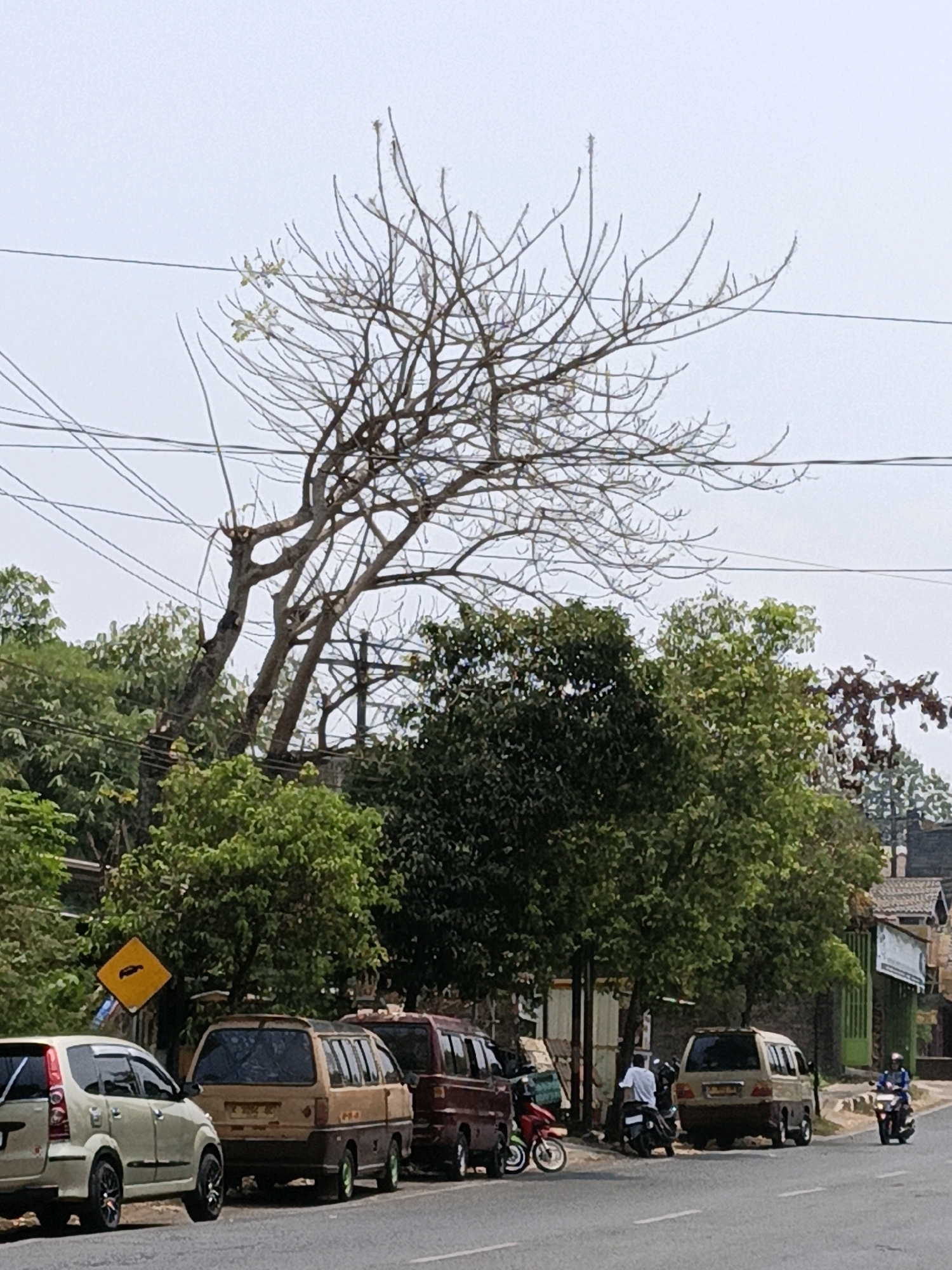 The image shows a street scene in Kuwasen, Indonesia, under a bright sky. In the foreground, a light-colored van is parked on the side of the road, to its right are two brown vans parked in a row, and further to the right, a brown van is also parked. Behind the vans, a variety of trees are visible, some with dense green foliage and others with bare branches. Electrical wires crisscross the scene above the trees and a tall, bare-branched tree dominates the upper left portion of the image. A yellow diamond-shaped traffic sign with a silhouette of a car is visible on the left side of the road. A person is riding a motorcycle on the right side of the road.
