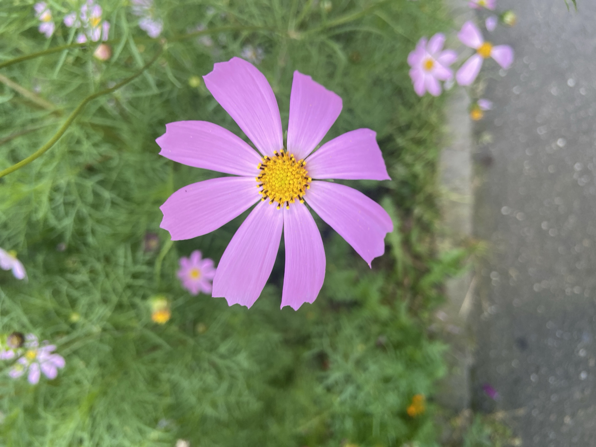 The image shows a close-up view of a vibrant pink cosmos flower with a bright yellow center. The flower is in sharp focus, with its delicate petals fanning out. In the background, a blur of green foliage and other smaller pink and yellow flowers suggests a garden setting. A portion of a gray, textured surface, possibly a sidewalk or pavement, is visible at the bottom of the frame, with out-of-focus circular highlights indicating it may be wet or reflective. No people or animals are present in the scene. The overall impression is of a natural, serene outdoor environment.