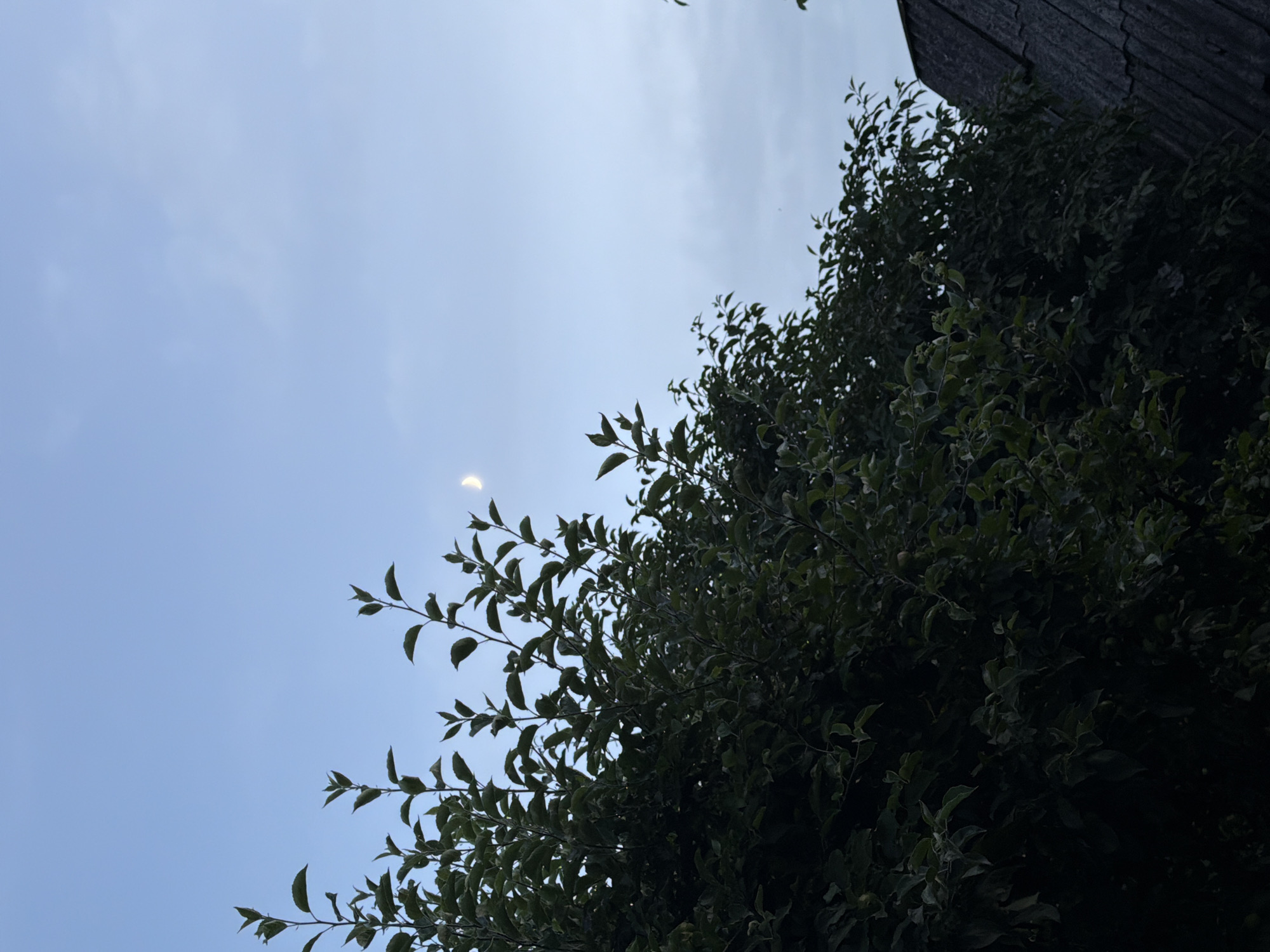 An outdoor, eye-level, full shot shows the sky with a crescent moon. The sky is a light blue with some faint clouds. In the foreground, there are dark green leaves of trees obscuring the bottom left of the image. In the bottom right, there is a portion of a dark, weathered roof. The image appears to have been taken at dusk. There are no people or animals visible in the image. The location is Unknown, Unknown.