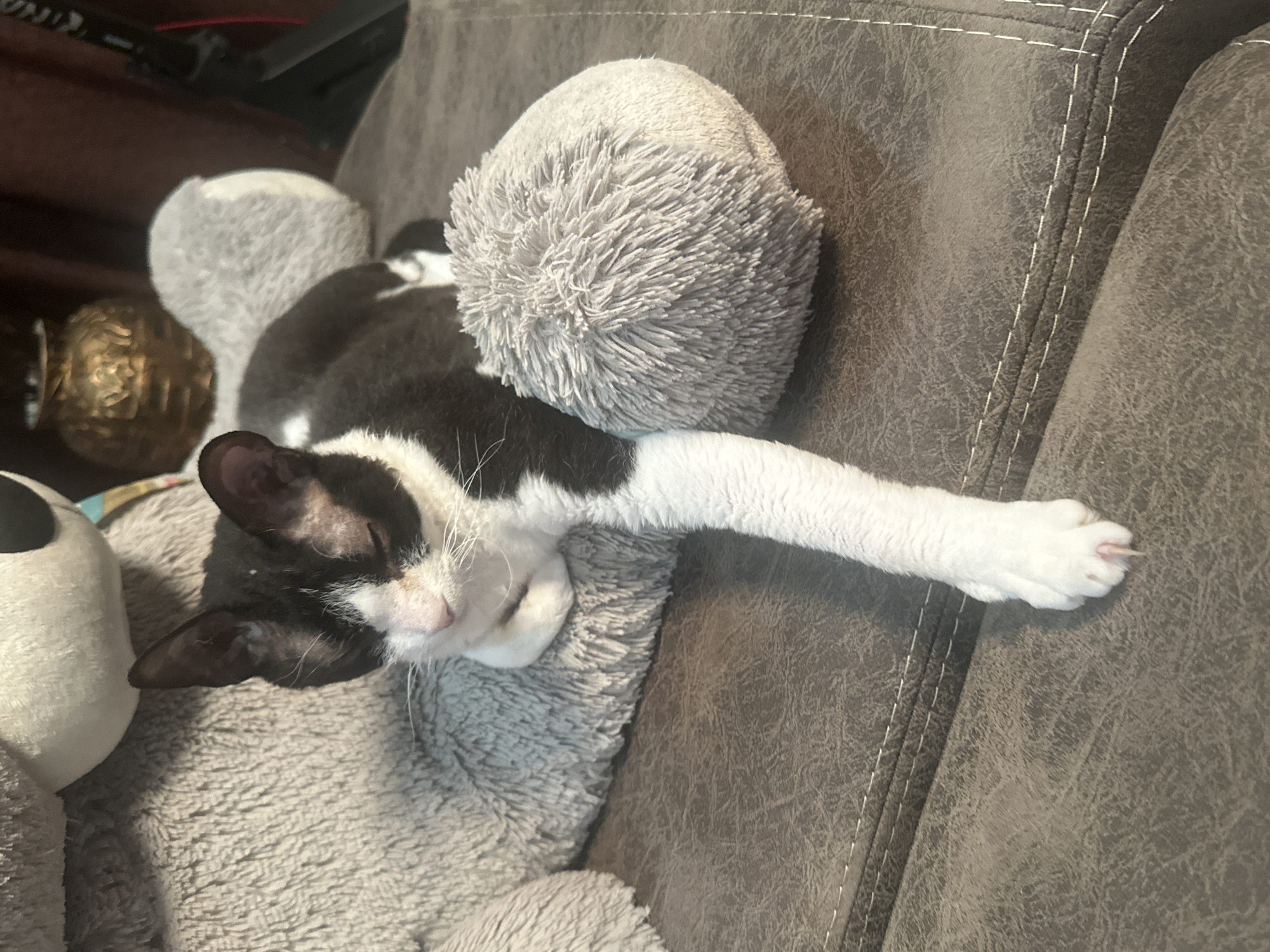 A black and white cat is sleeping on a brown couch next to a large, gray stuffed animal that resembles a bear. The cat is curled up with its front paws tucked under its chin, and its eyes are closed. The stuffed animal is large and fluffy, with a round head and body. The couch is made of leather and has visible stitching. The background is blurry, but appears to be an indoor setting with a wooden table and some decorative items. The scene is peaceful and domestic. There is no indication of the location being in Sayanogorsk, Russia.
