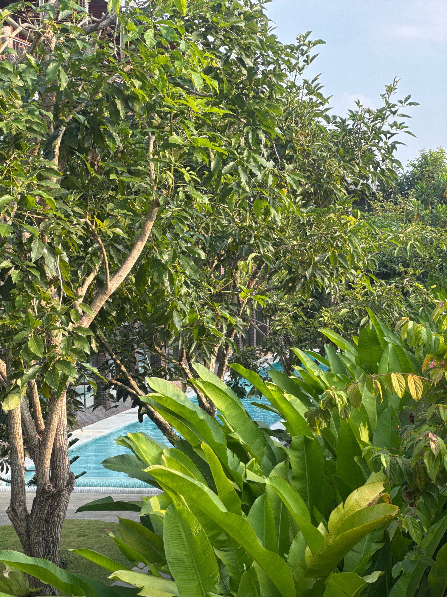 This is a photograph of a swimming pool area, likely in a resort or private residence, framed by lush green foliage and trees. The swimming pool is a vibrant turquoise color and appears to be empty of people. The foreground is dominated by large, broad green leaves, likely from a tropical plant such as a banana or bird of paradise plant. Behind the leaves, the trunks and branches of trees with rough, textured bark are visible. In the background, there is a glimpse of a building with wooden structures and possibly a walkway around the pool. The scene suggests a warm, tropical environment. The location is described as the city of Ubud District, Indonesia. The image is a still, landscape shot taken outdoors during the daytime.