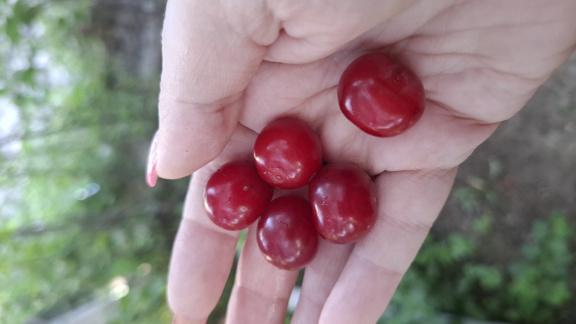A close-up, high-angle shot shows a person's open hand holding five bright red cherries against a blurry green, leafy background. The hand is fair-skinned, and one fingernail on the index finger is painted pink. The cherries are round and shiny, with slight indentations visible on some. The background appears to be an outdoor setting, possibly a garden or park, with soft focus on the foliage. The lighting is natural and highlights the texture of the cherries. There is no indication of the specific location within Шұбарсу, Kazakhstan.