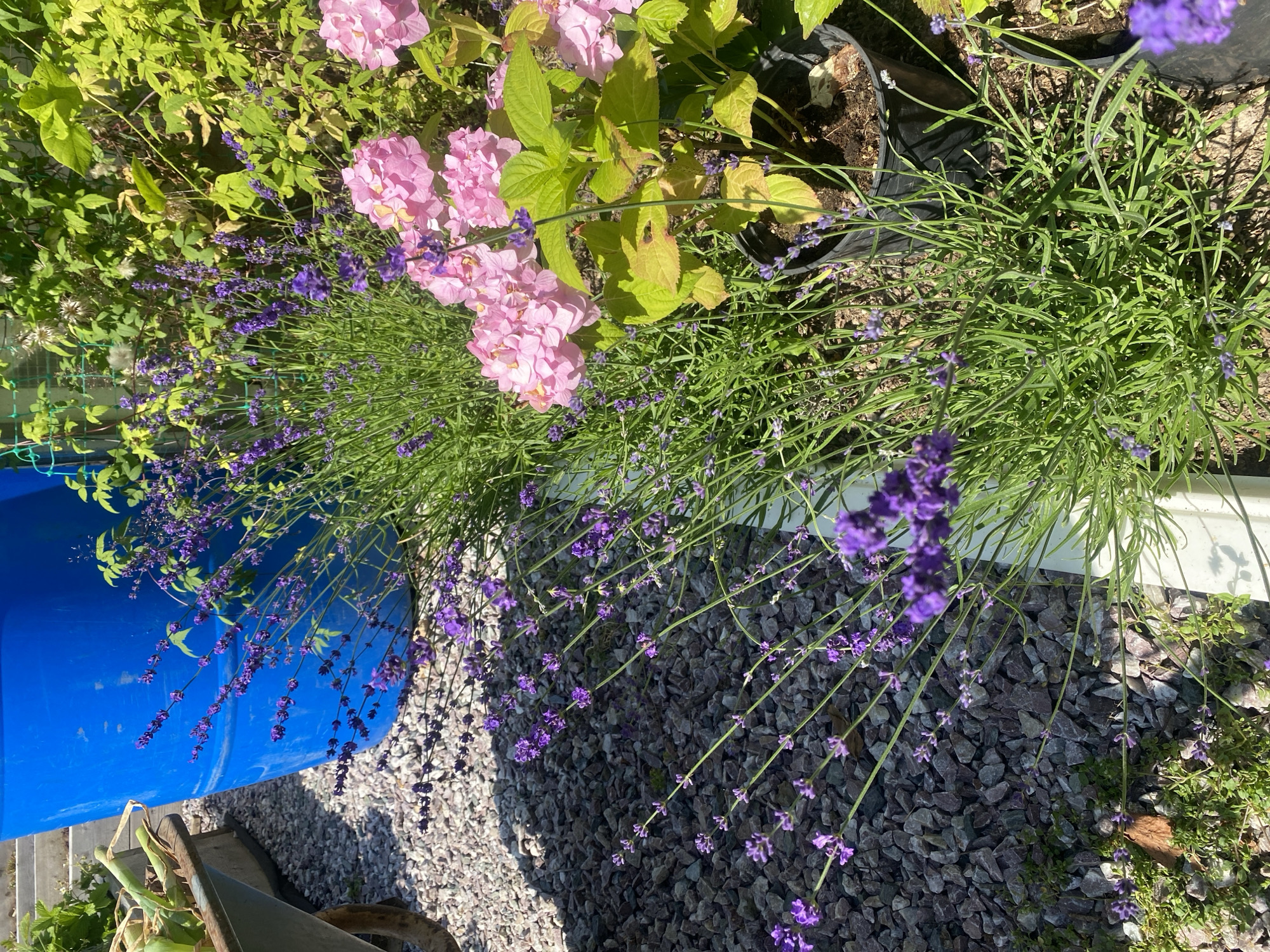 The image depicts a garden setting with several plants, including lavender and pink hydrangeas, in the foreground. To the left, a portion of a blue barrel and a wheelbarrow are visible. The ground is covered with small grey gravel. In the background, green foliage and a blue fence can be seen. The scene is illuminated by sunlight, casting shadows. The location is identified as Tret'ya Pad', Russia.