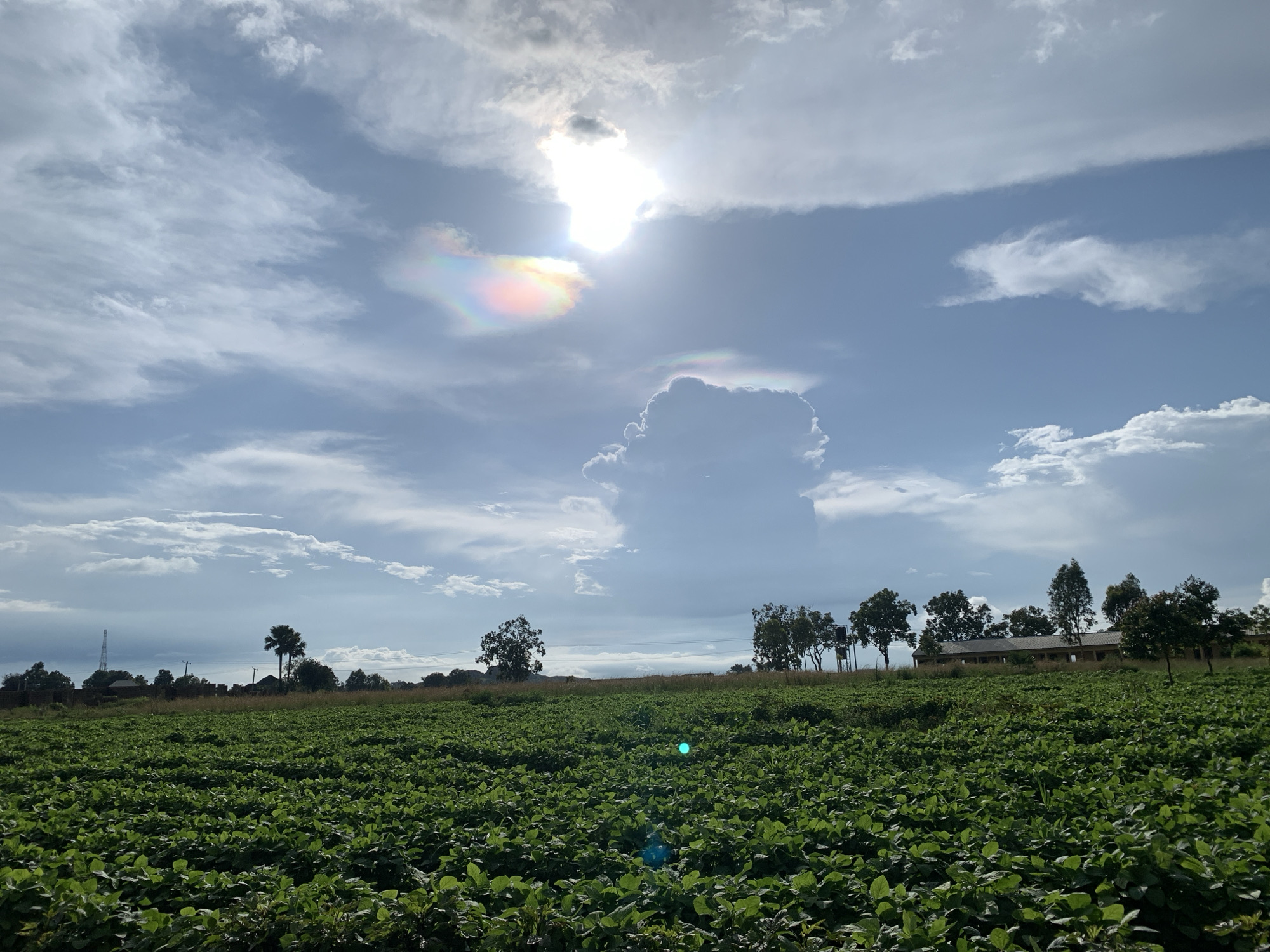 The image depicts a vast, green agricultural field, likely a crop of soybeans given the dense foliage and uniform planting. The field stretches towards the horizon, where it meets a line of trees and some buildings. In the background, a communication tower is visible on the left side. The sky above is dynamic, with a mixture of white and grey clouds. The sun is partially obscured by a cloud, creating a bright halo effect and a visible rainbow iridescence within some of the clouds. This atmospheric phenomenon suggests a specific time of day and weather conditions conducive to such optical displays. The scene appears to be set in a rural or semi-rural area, with the presence of agricultural land and distant infrastructure. The overall impression is one of a natural landscape under a dramatic sky.