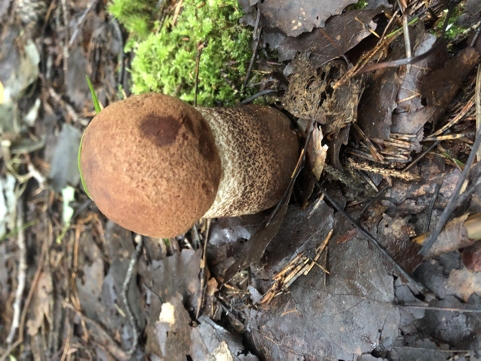 In an outdoor environment, a single brown mushroom with a lighter, patterned stem stands upright on a forest floor. The mushroom is positioned centrally, with its cap facing slightly towards the right of the frame. Surrounding the mushroom are fallen brown leaves, pine needles, and patches of vibrant green moss. The ground appears damp, suggesting recent rain or dew. A thin green blade of grass protrudes from the top of the mushroom cap. The background is blurred, but indicates more foliage and the natural setting of a woodland. The scene is devoid of any human presence or activity. The specific location is unknown, but is described as being in a city in Russia.