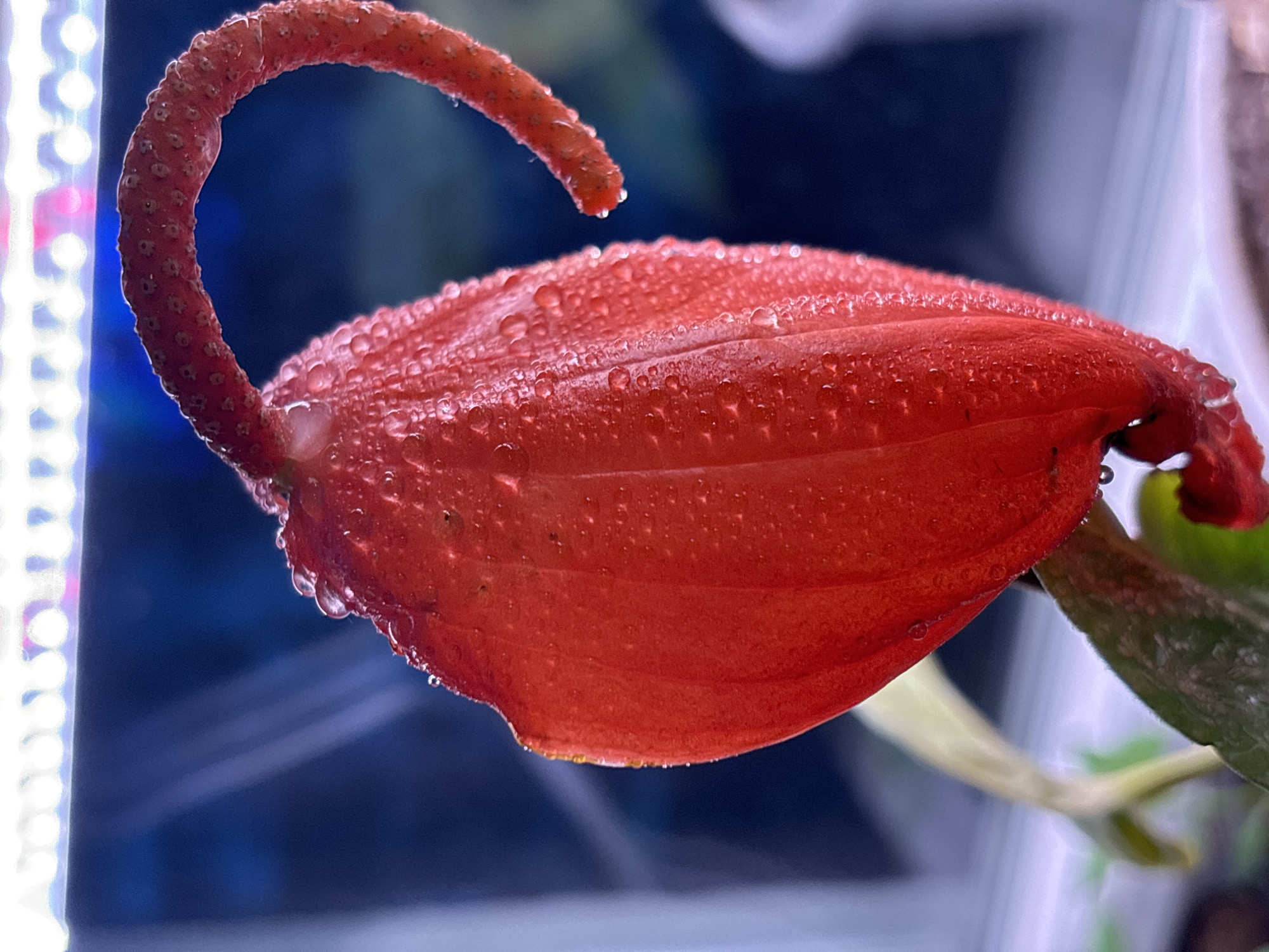 A close-up shot shows a red anthurium flower, likely an 'anthurium andraeanum', covered in small water droplets. The flower consists of a large, curved spadix (the fleshy spike) and a spathe (the modified leaf that surrounds the spadix). The spadix is textured with tiny bumps. The background is a blurry mix of blue and white, possibly reflecting light, with some green foliage visible on the right side. The image does not contain any information about the location in Chaikovsky, Russia, people, actions or interactions.